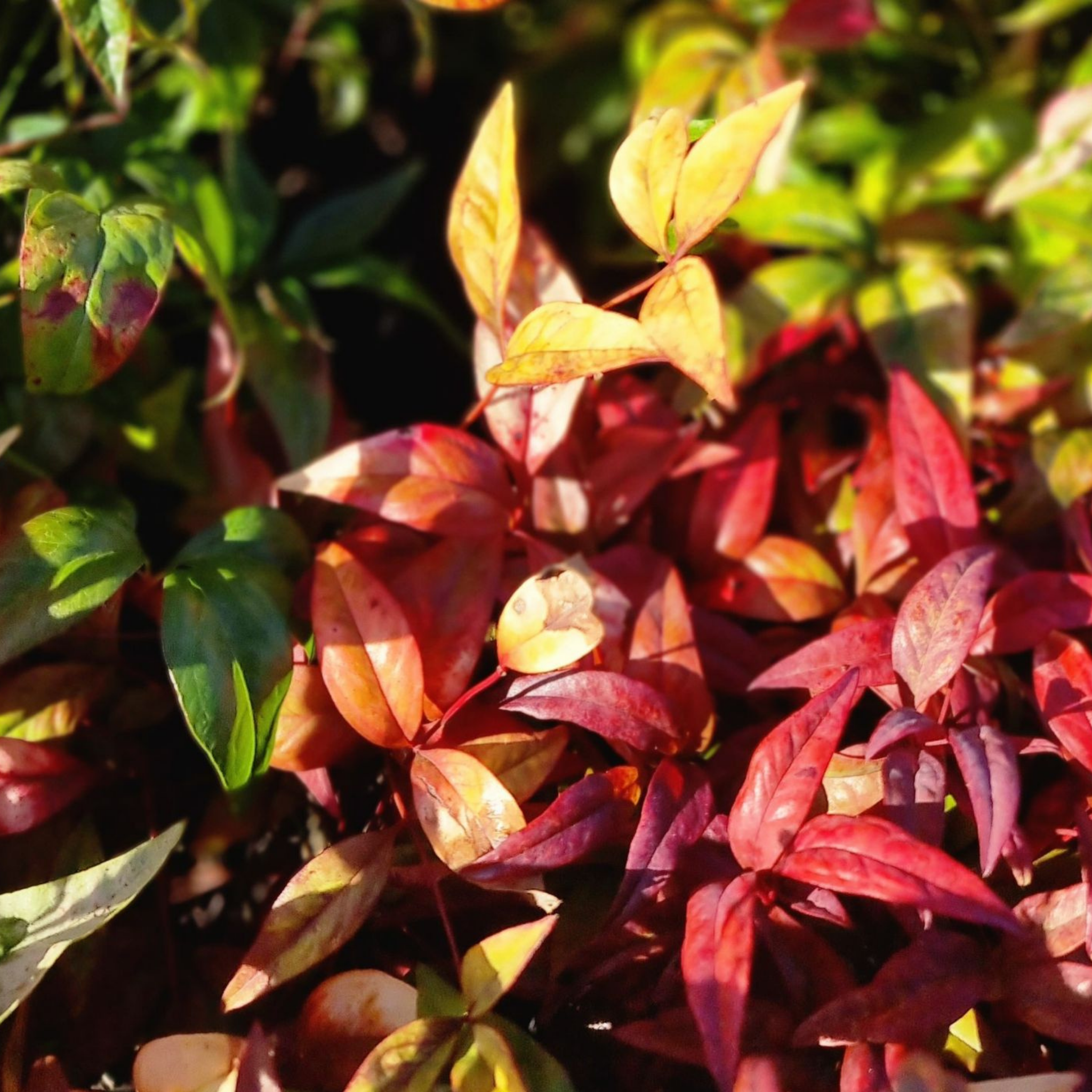 Nandina Dwarf - Nandina domestica Nana