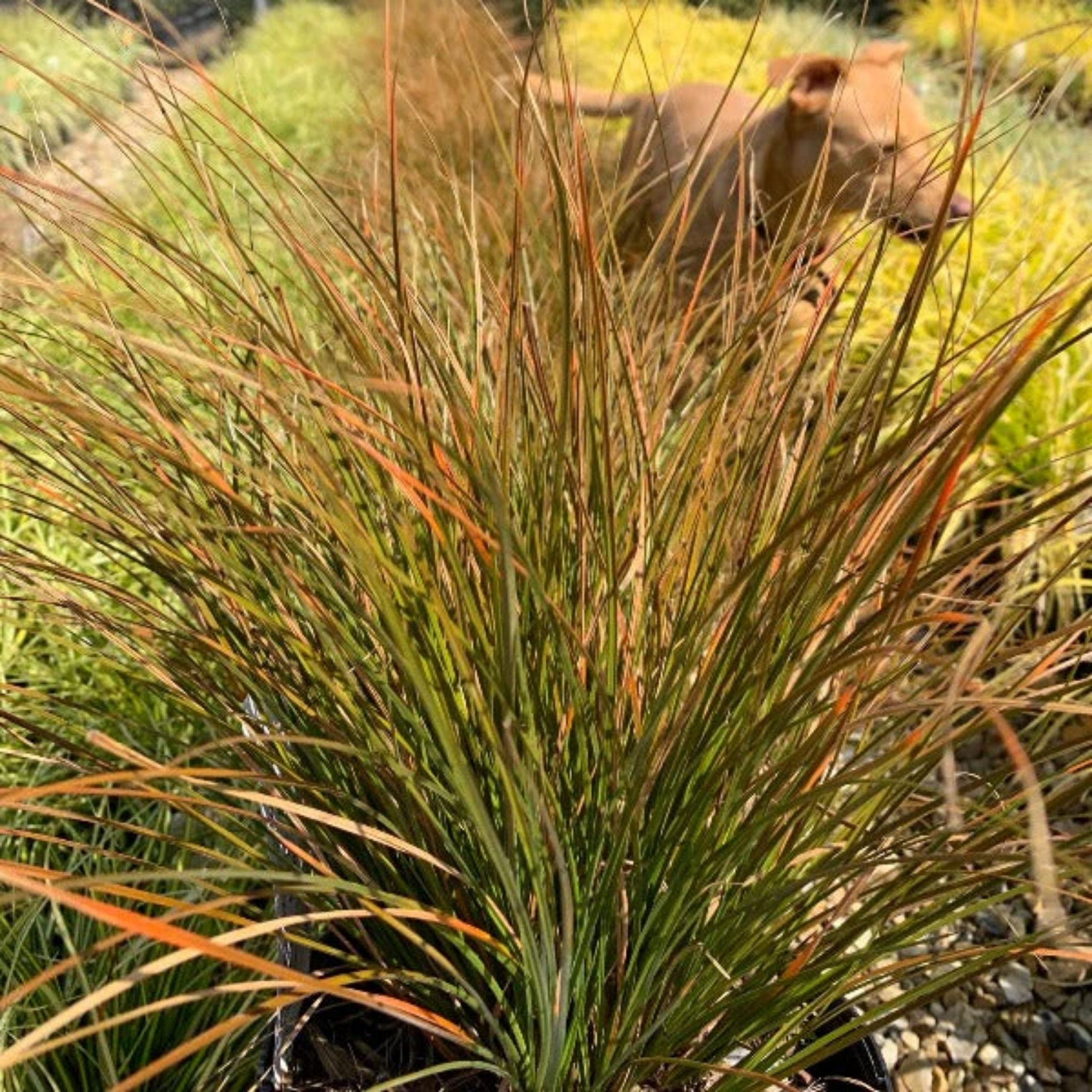 carex testacea orange green N Zealand Sedge