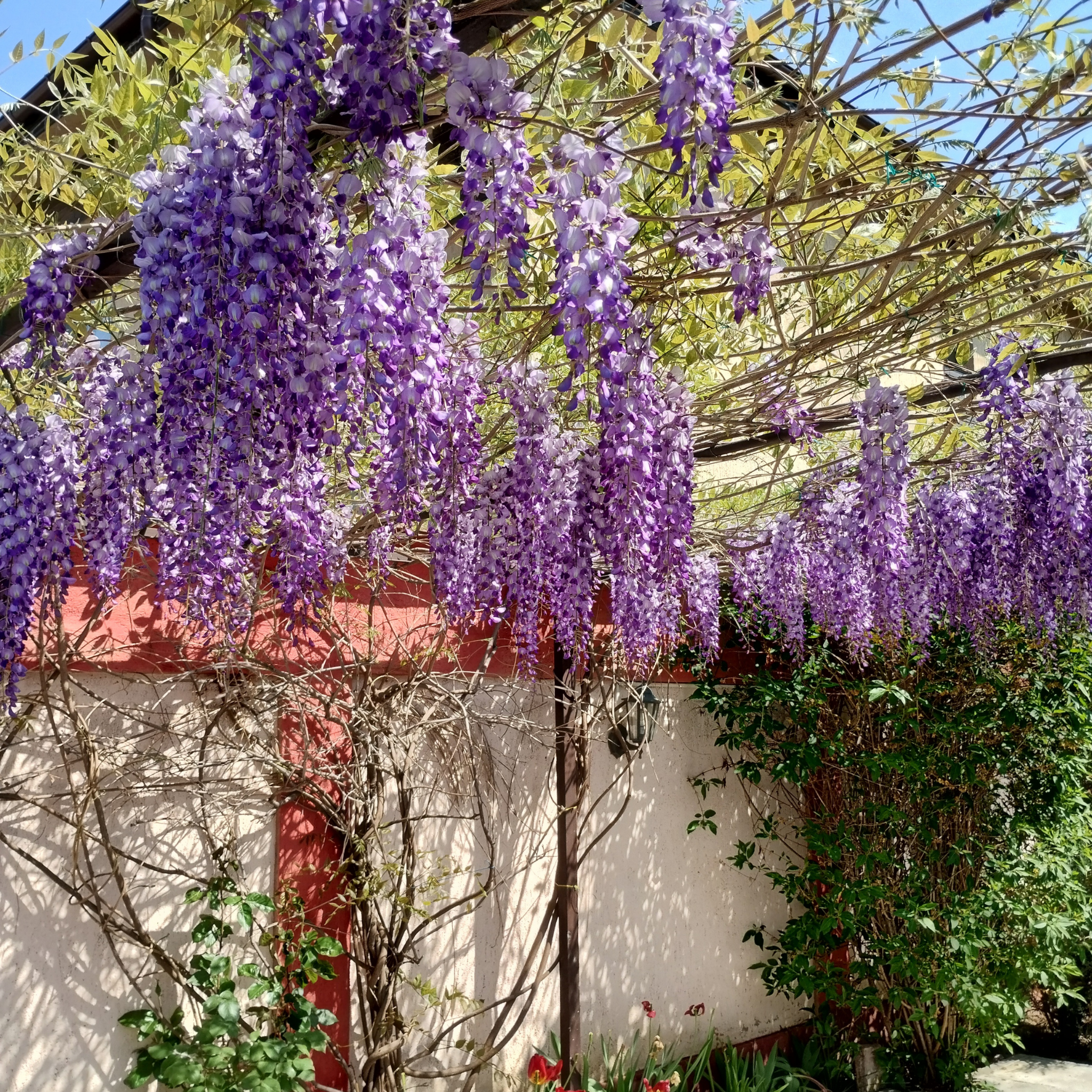 Japanese Wisteria - Wisteria floribunda