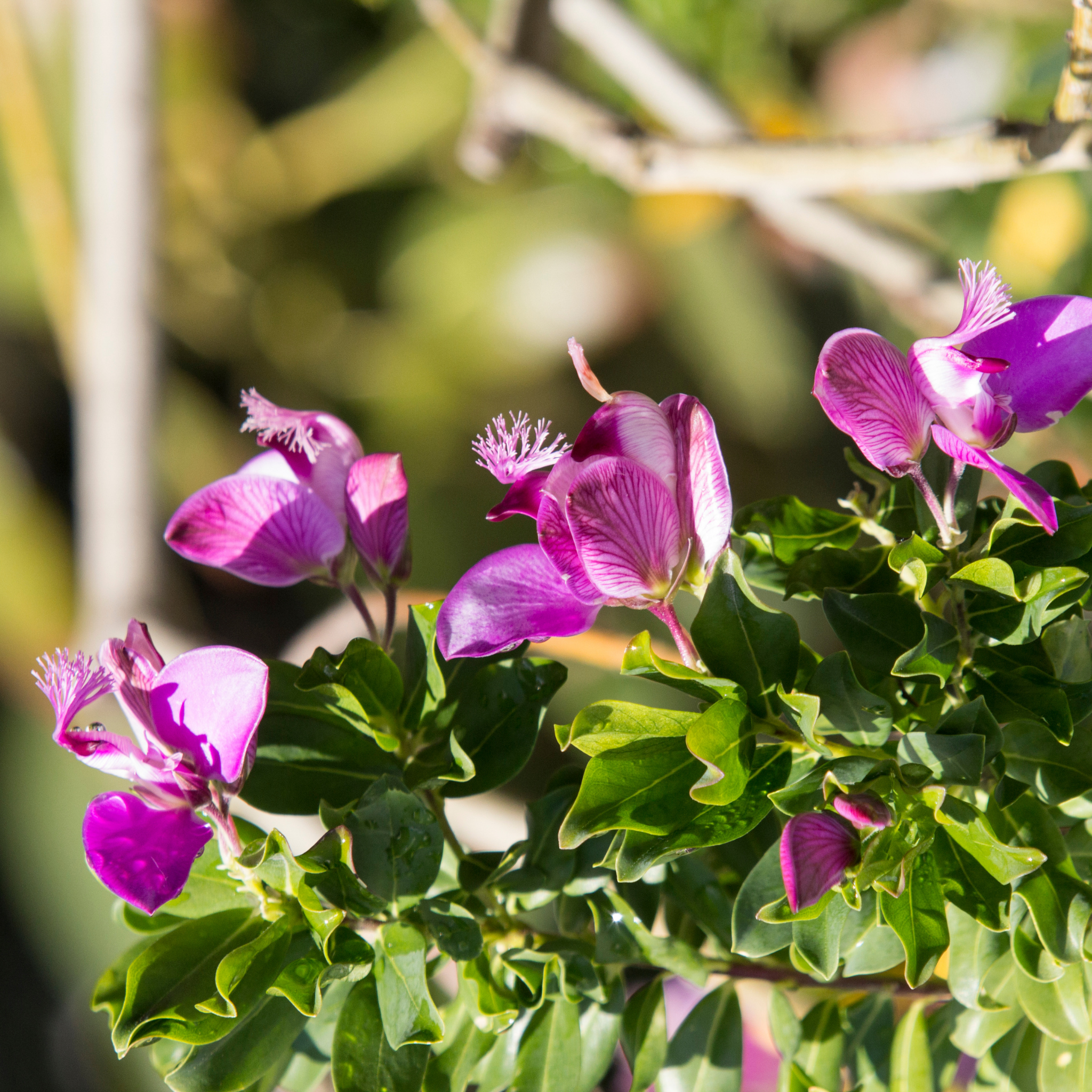 Sweet Pea Shrub - Polygala dalmaisiana