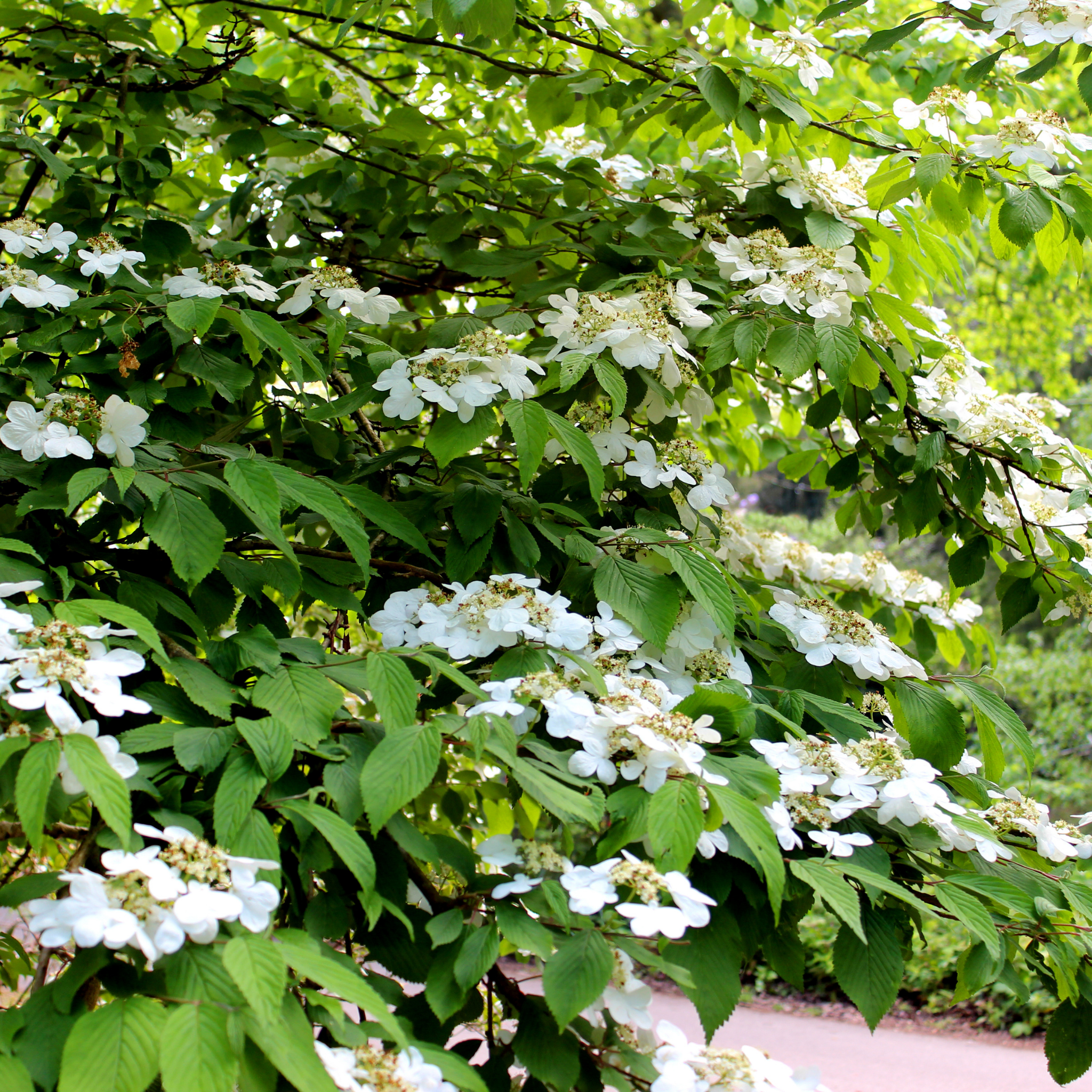 Viburnum plicatum Japanese snowball - Viburnum plicatum tomentosum Mariesii