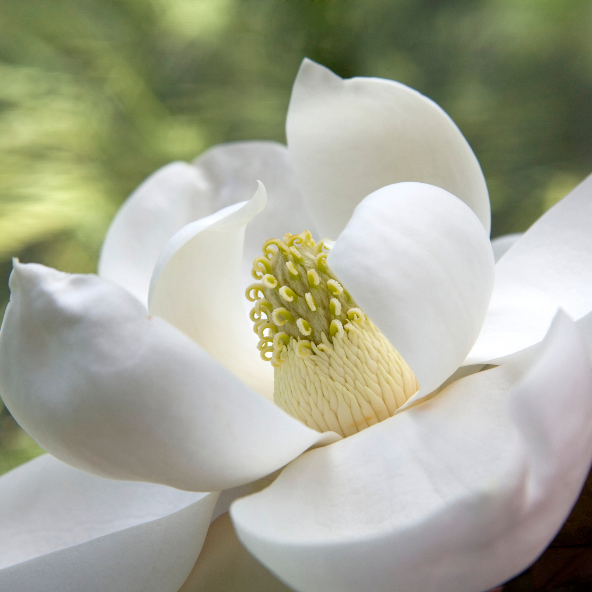 Magnolia Sweet Spire - Magnolia grandiflora Sweet Spire