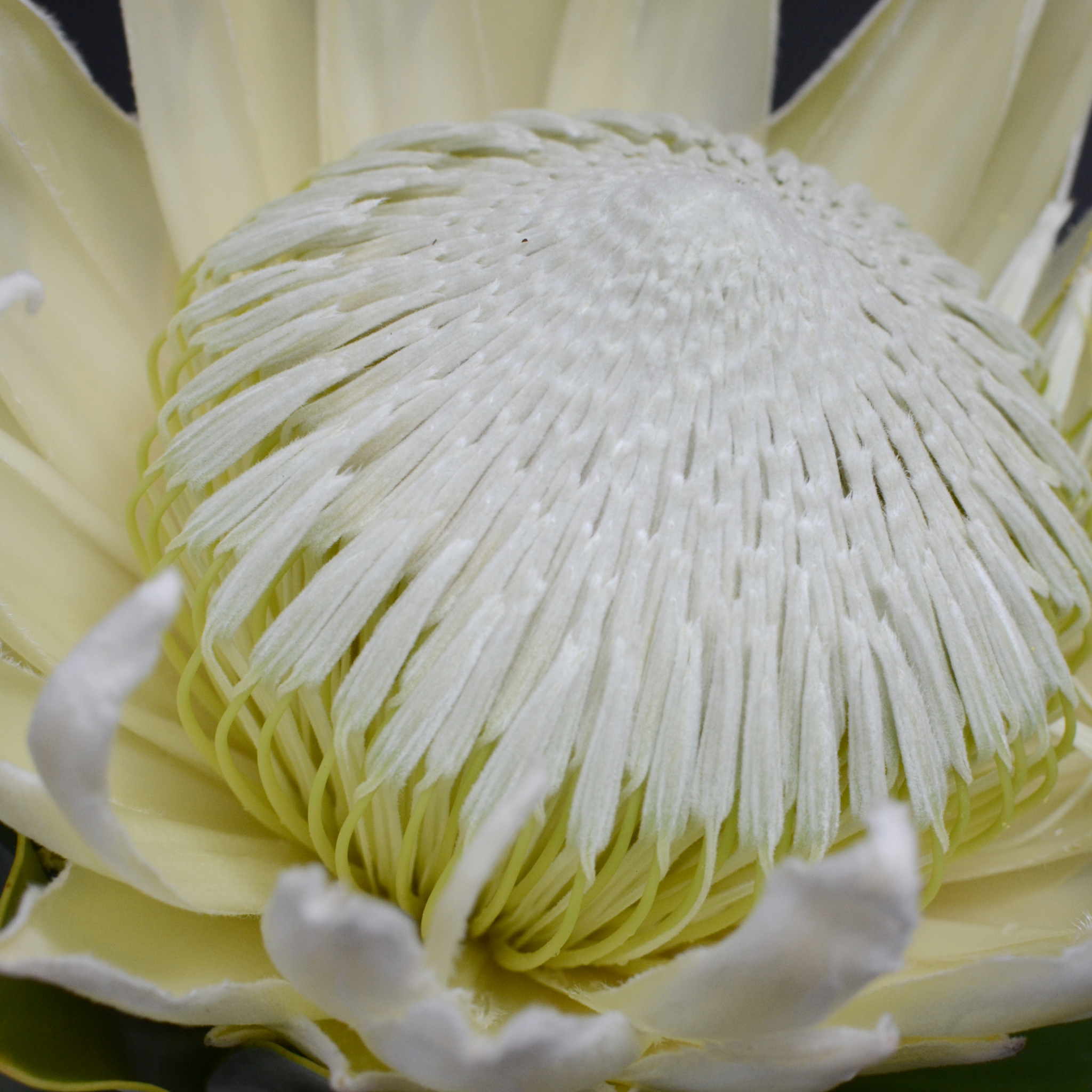 King White King Protea - Protea cynaroides King White