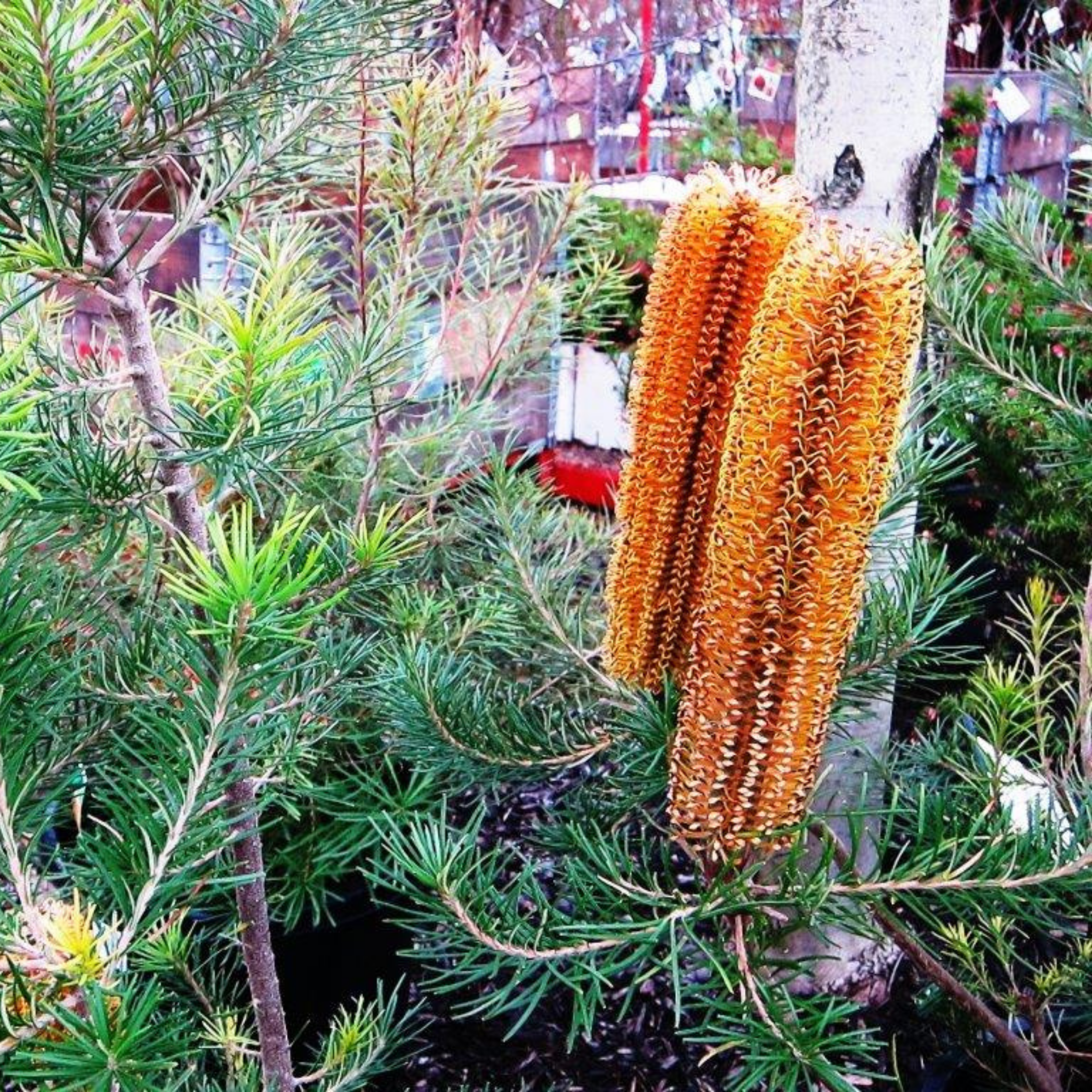 Banksia plant with distinctive orange flower spikes among green leaves