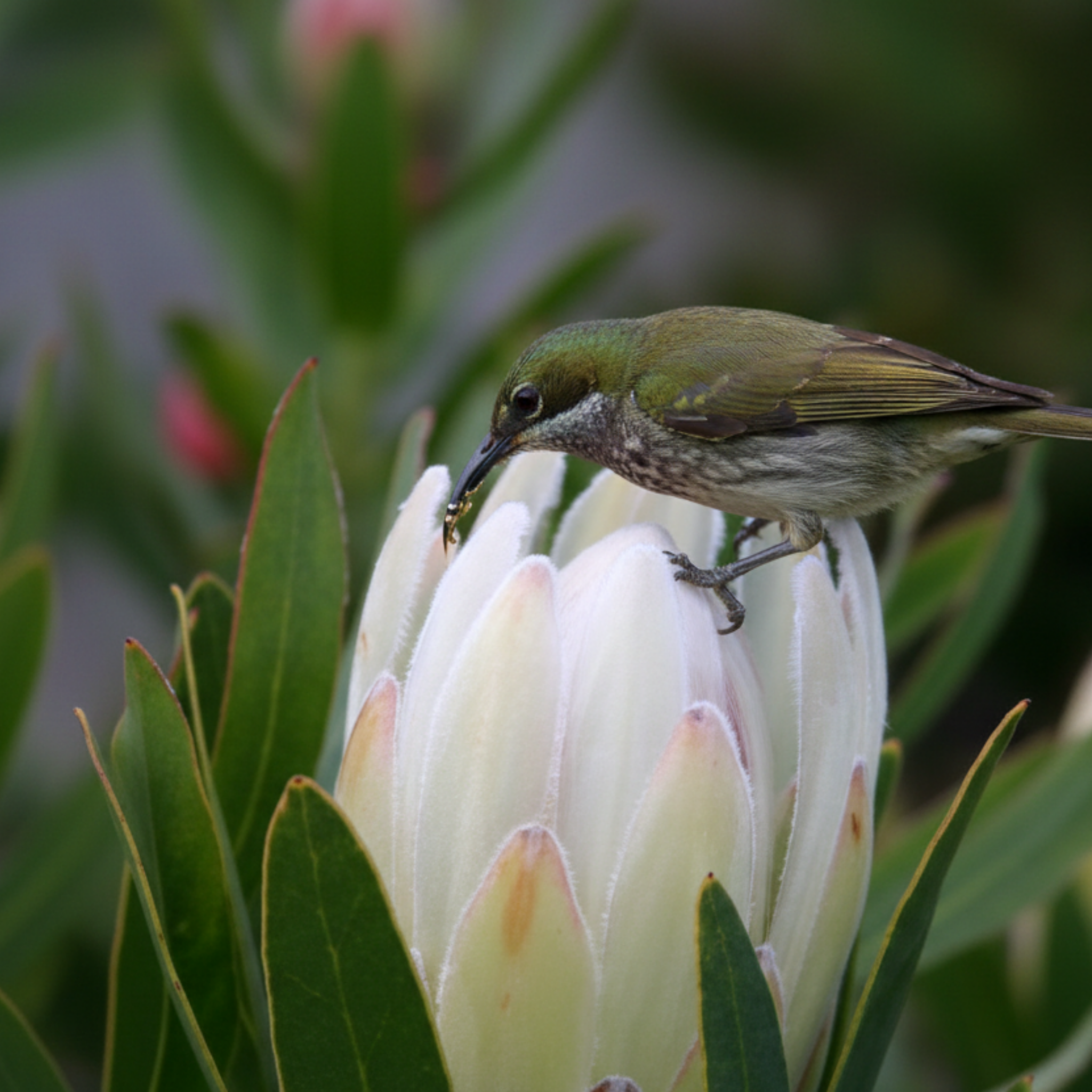 Sugarbush Protea Donna - Protea compacta 'Donna'
