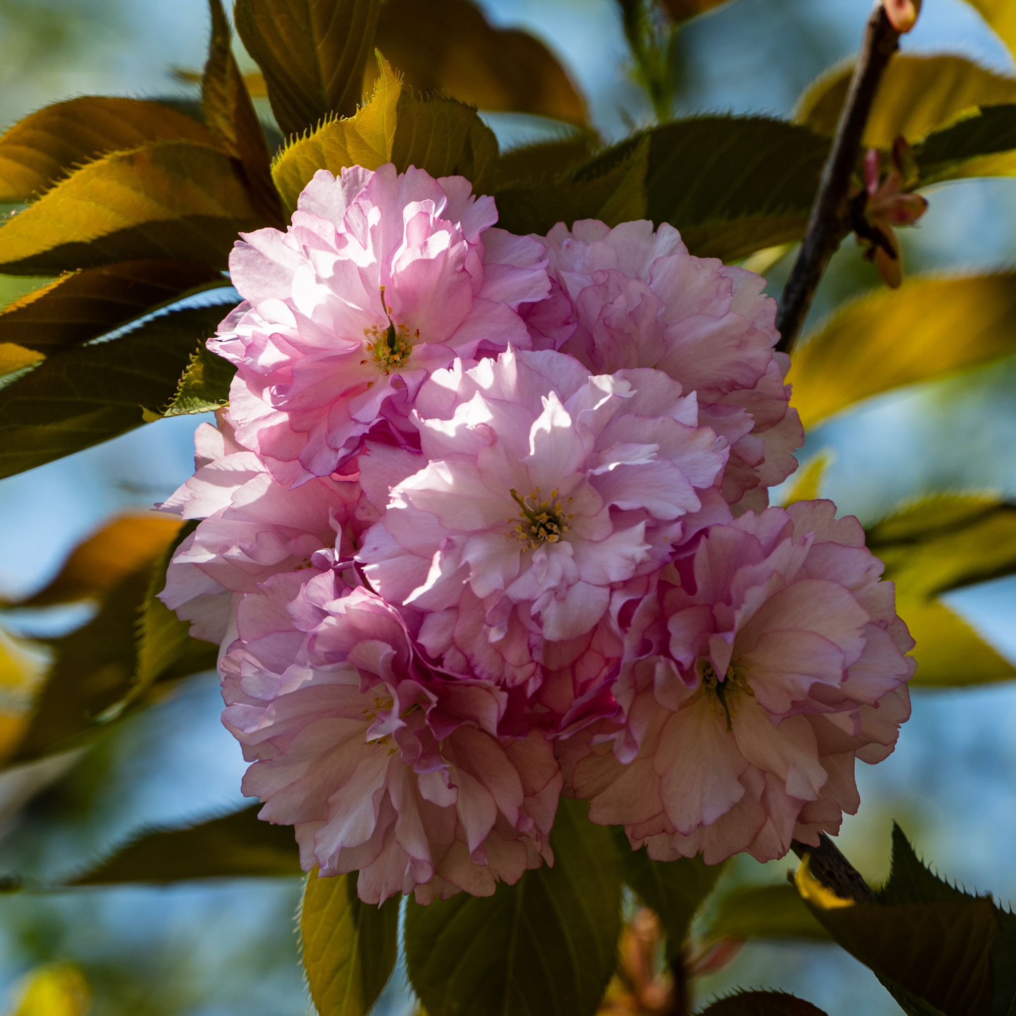 Japanese Flowering Ornamental Cherry - Prunus serrulata 'Kanzan'