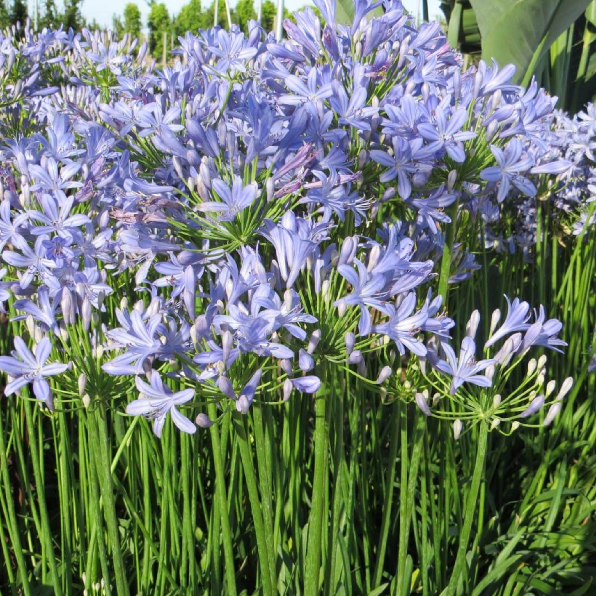 Agapanthus hybrida Peter Pan - Dwarf Lily of the Nile, African Lily