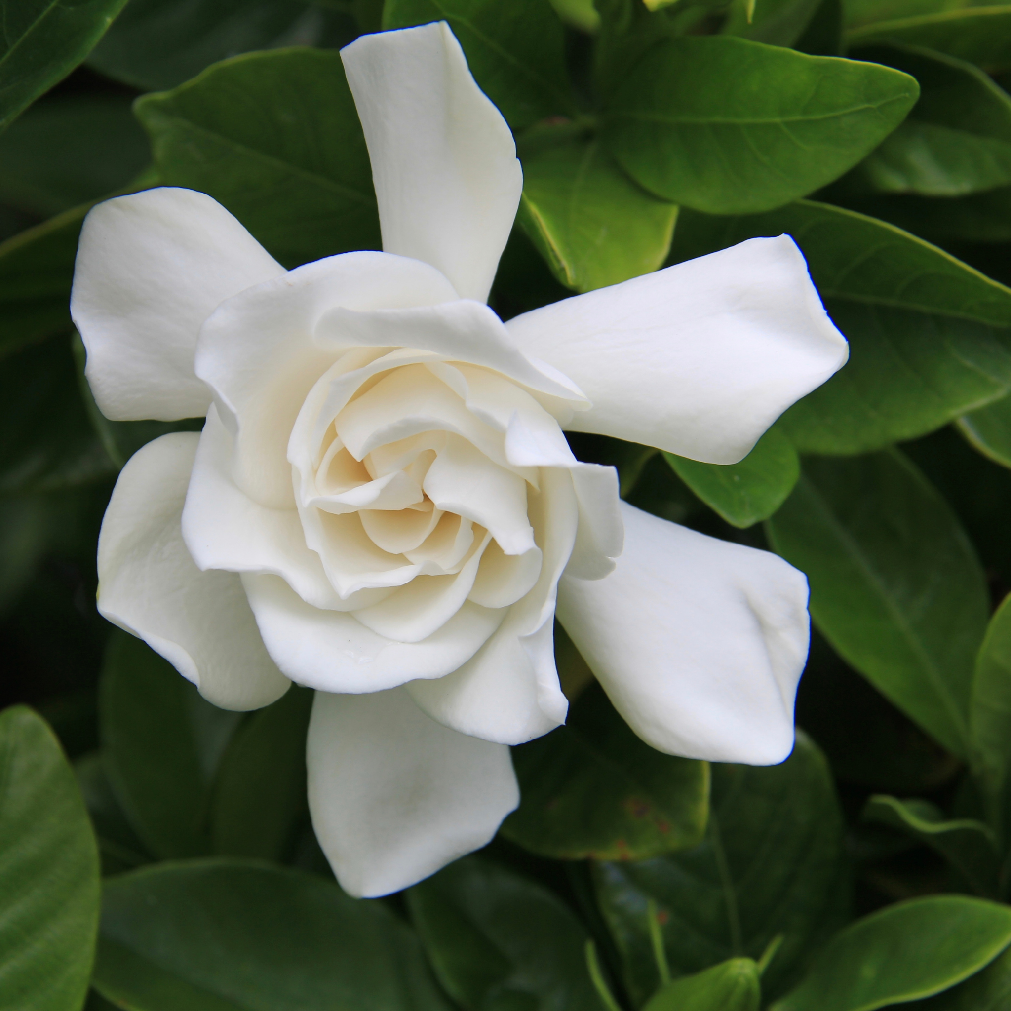 Fragrant Gardenia Florida - Gardenia augusta Florida