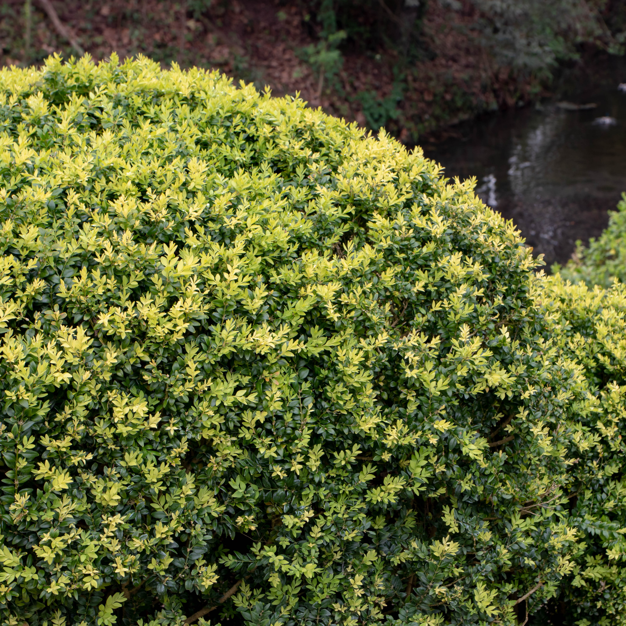 Close-up of a green bush with a blurred natural background
