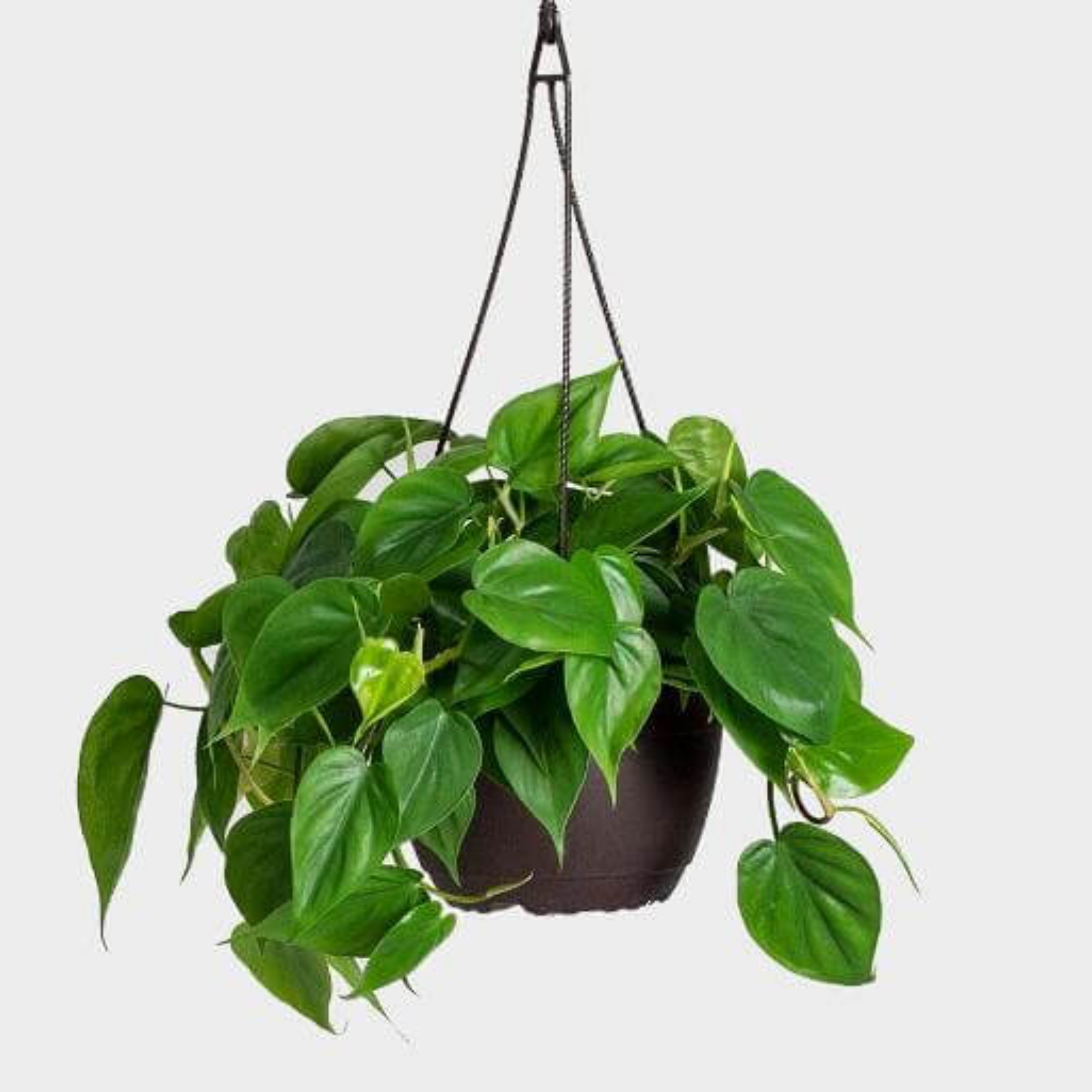 Heart Leaf Philodendron - Philodendron cordatum