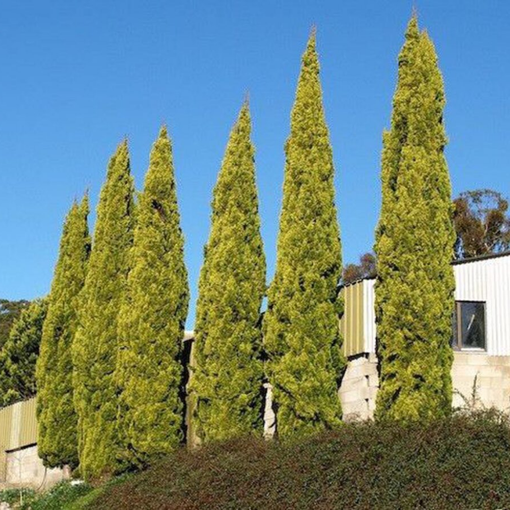 Swanes Golden Pencil Pine - Golden Italian Cypress Cupressus sempervirens