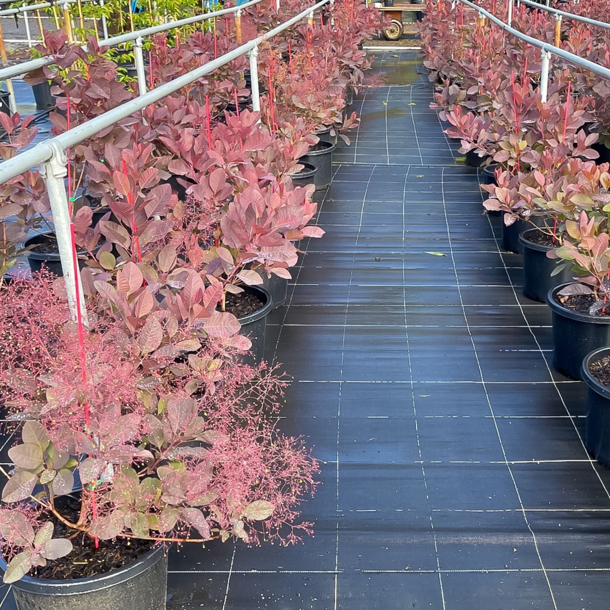 Cotinus coggygria Grace Smoke Tree - Cotinus coggygria Grace