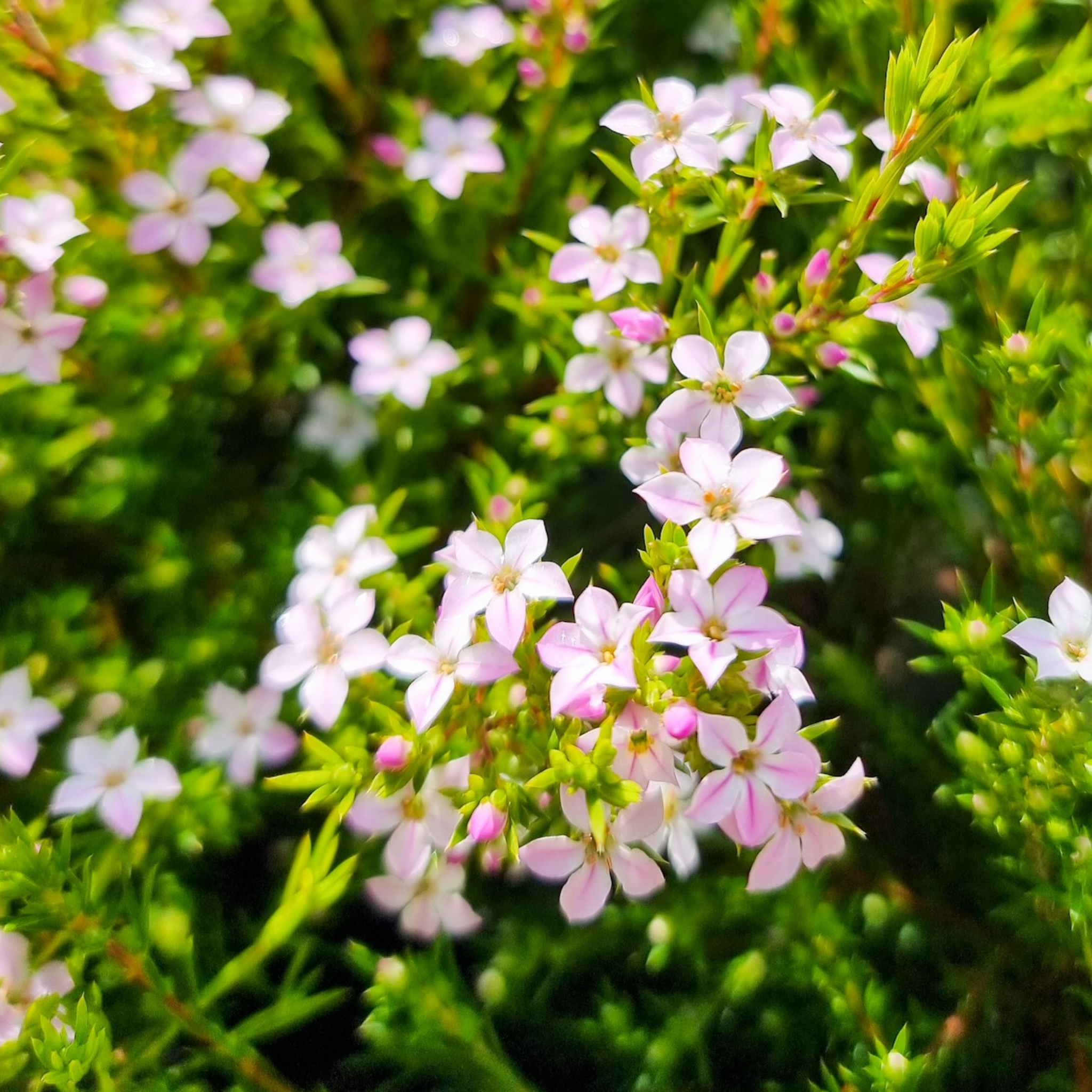Dwarf Diosma Compacta - Coleonema pulchellum 'Compacta'