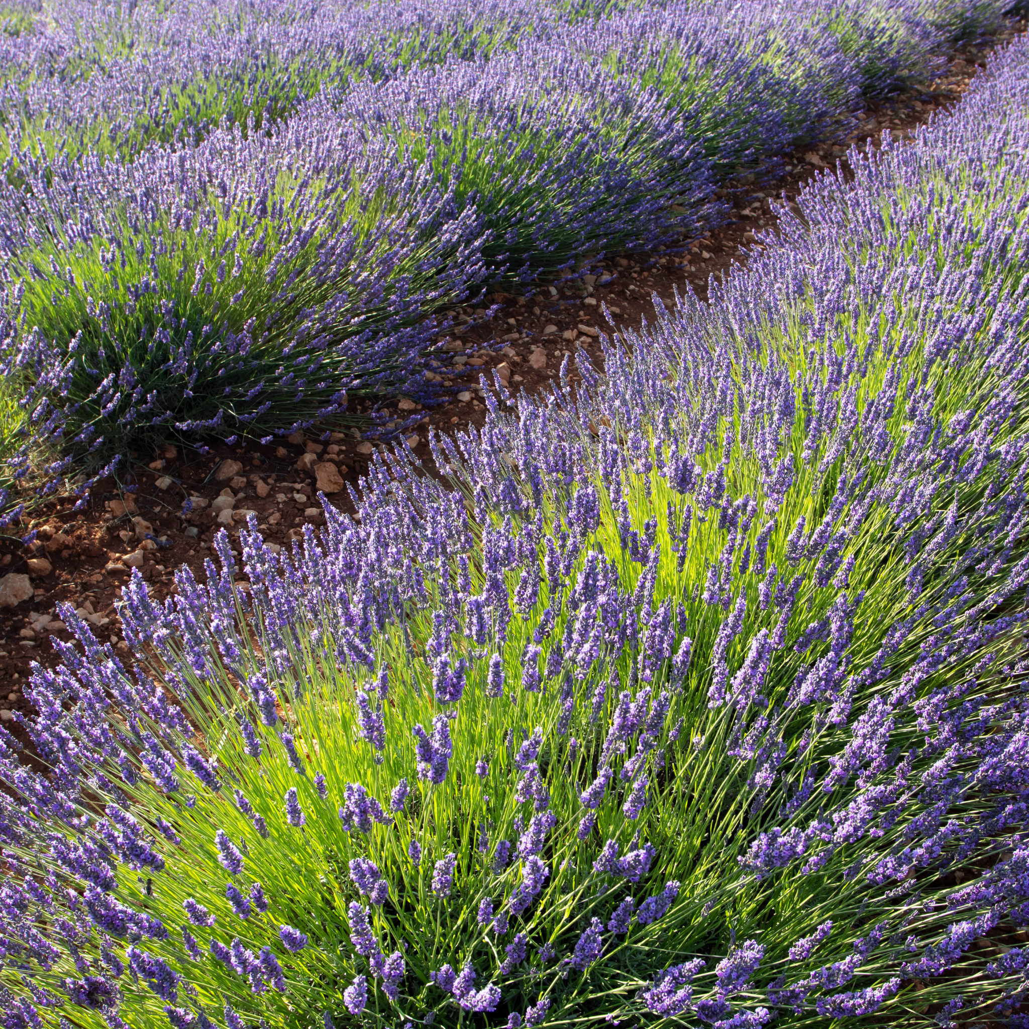 English Lavender - Lavandula angustifolia