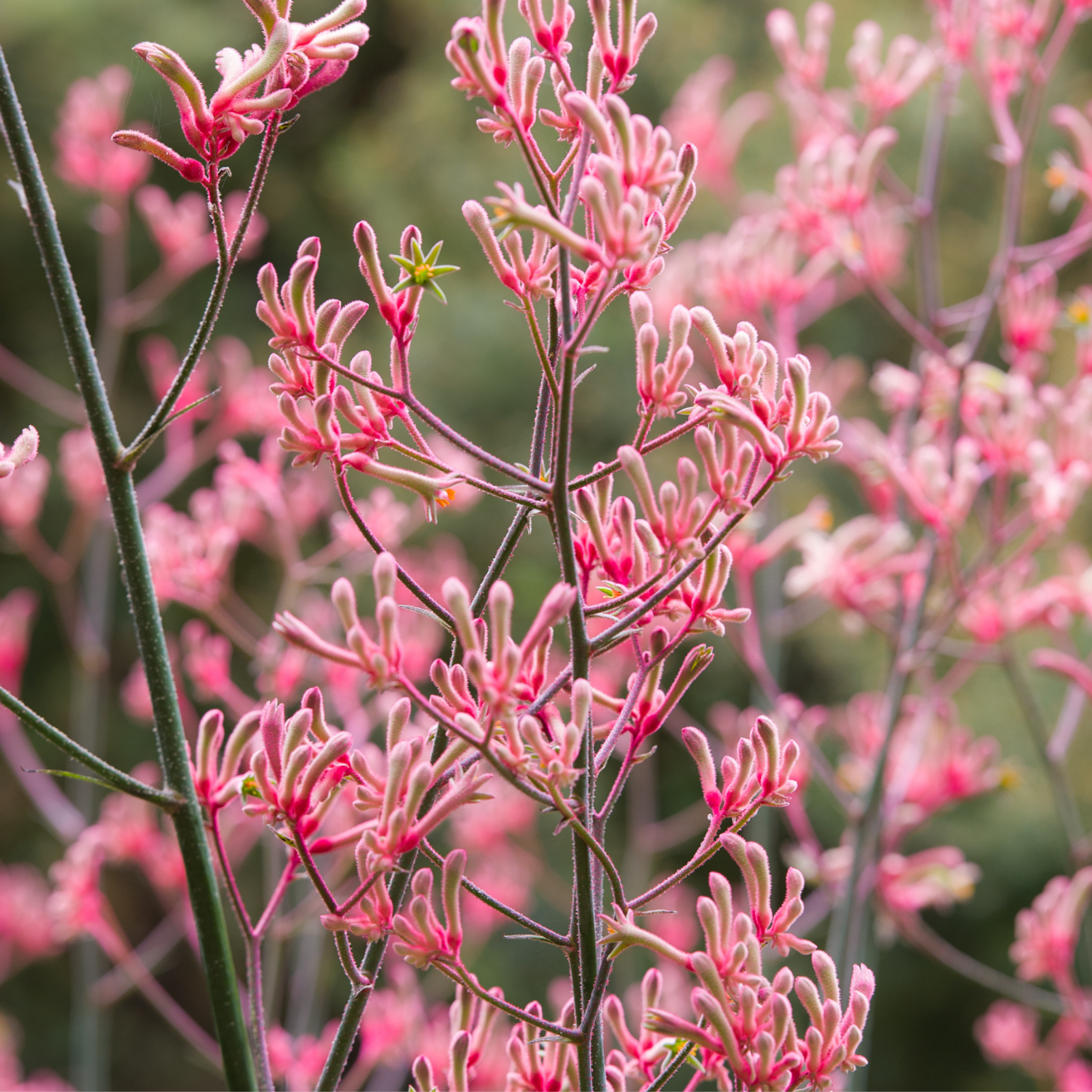 Pink Kangaroo Paw ‘Bush Crystal’ - Anigozanthos hybrida