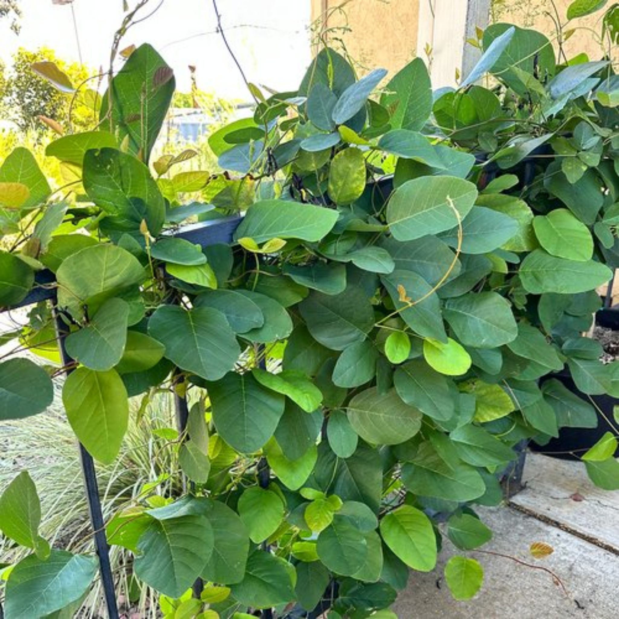 Black Coral Pea - Kennedia nigricans