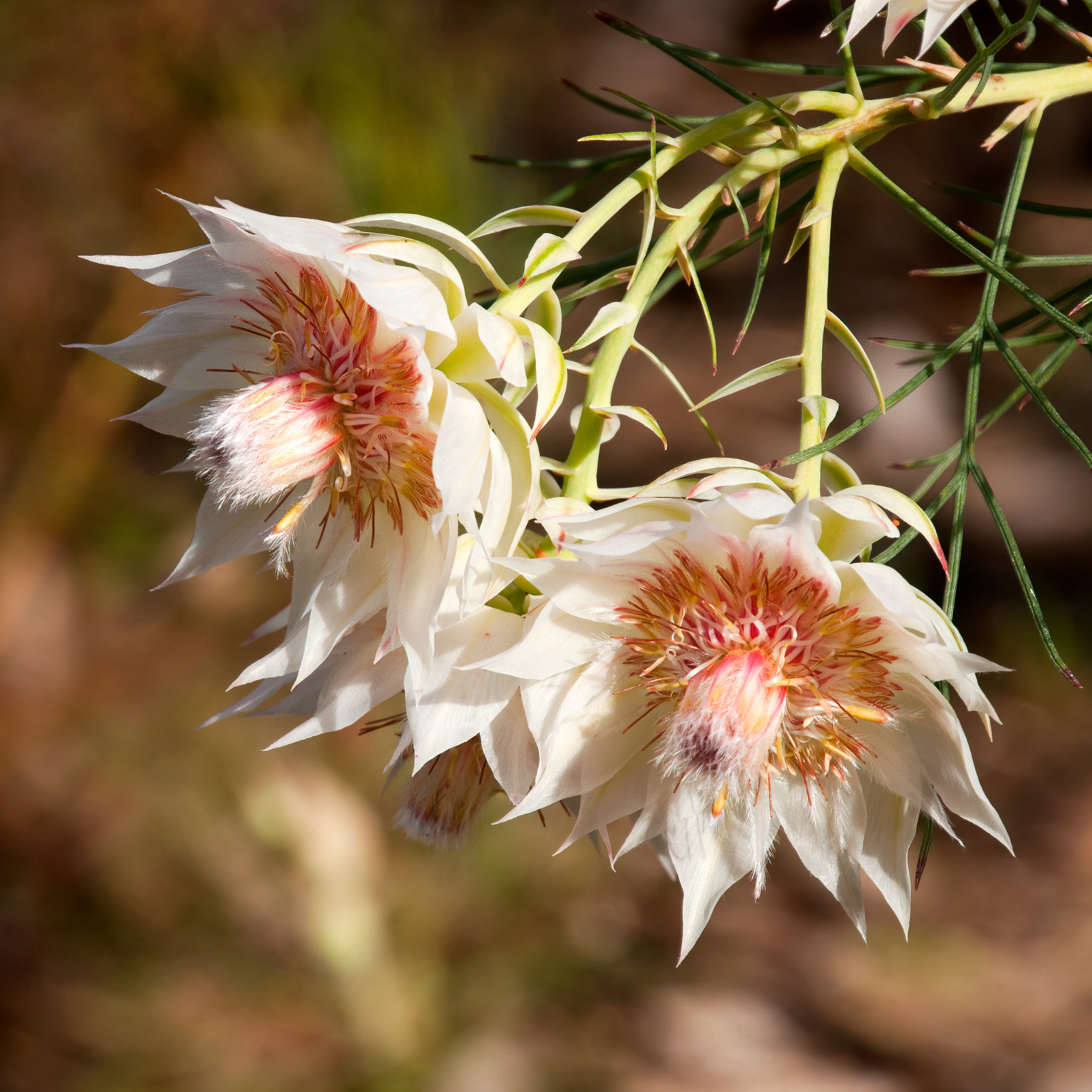 Blushing Bride - Serruria florida Blushing Bride