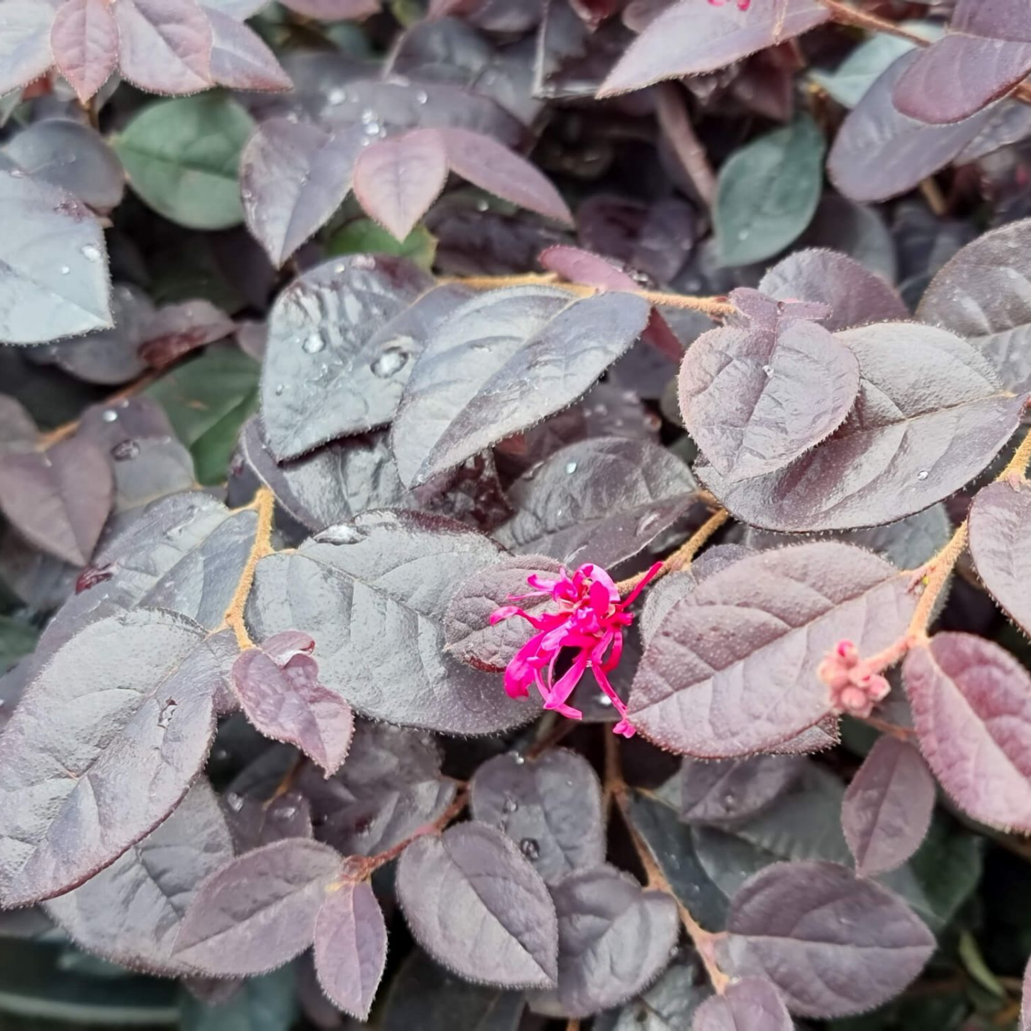 Chinese fringe flower - Loropetalum chinense Plum Gorgeous PBR
