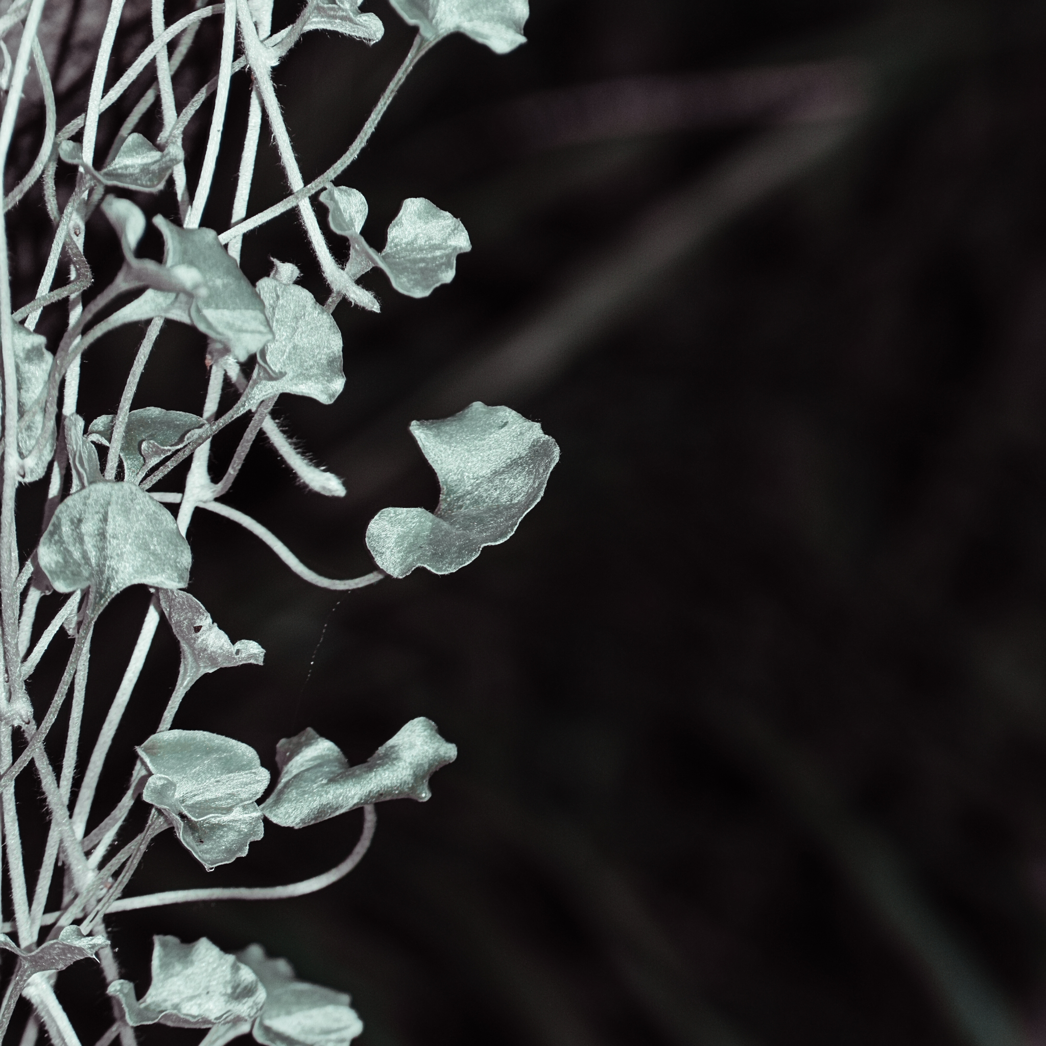 Silver Kidney Grass - Dichondra argentea Silver Falls