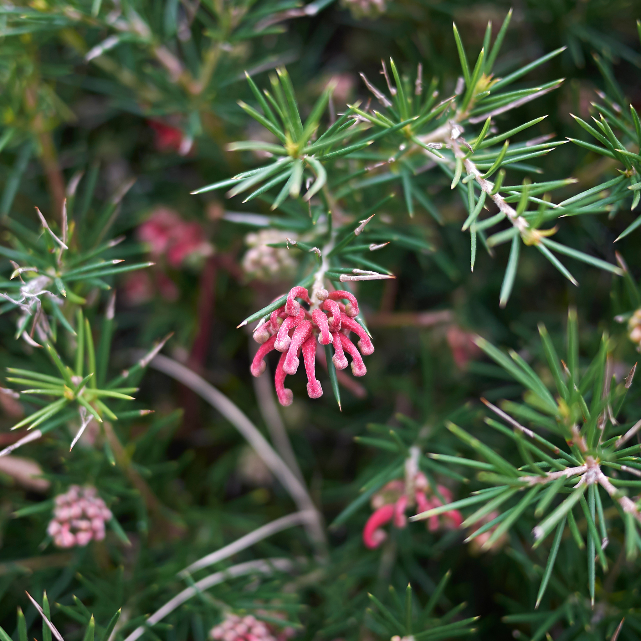Rosemary Grevillea - Grevillea rosmarinifolia