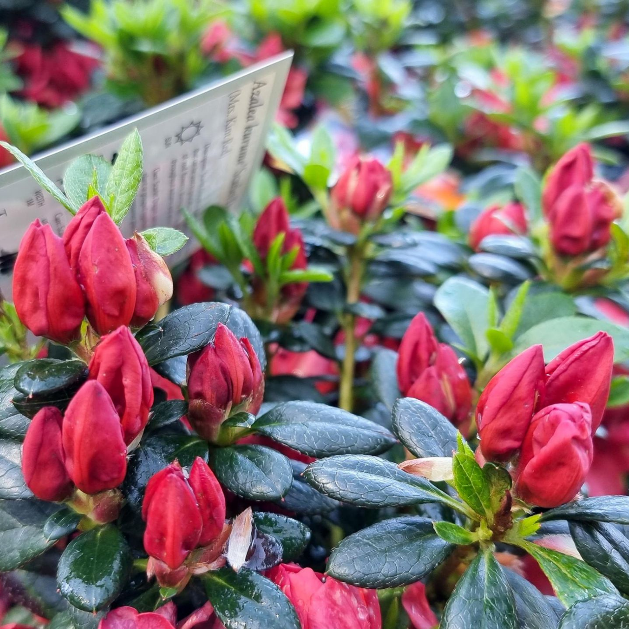 Red flower buds on a plant with a blurred background