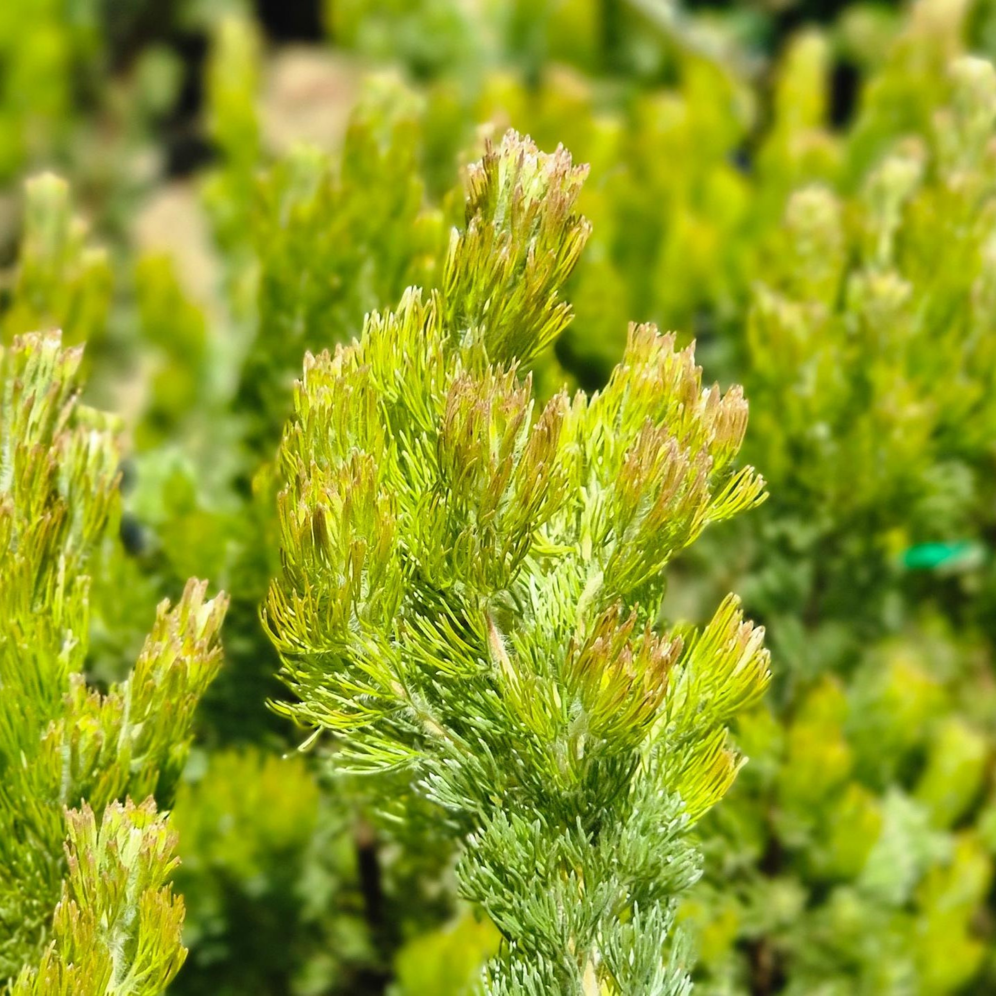 Close-up of a green plant with a blurred natural background