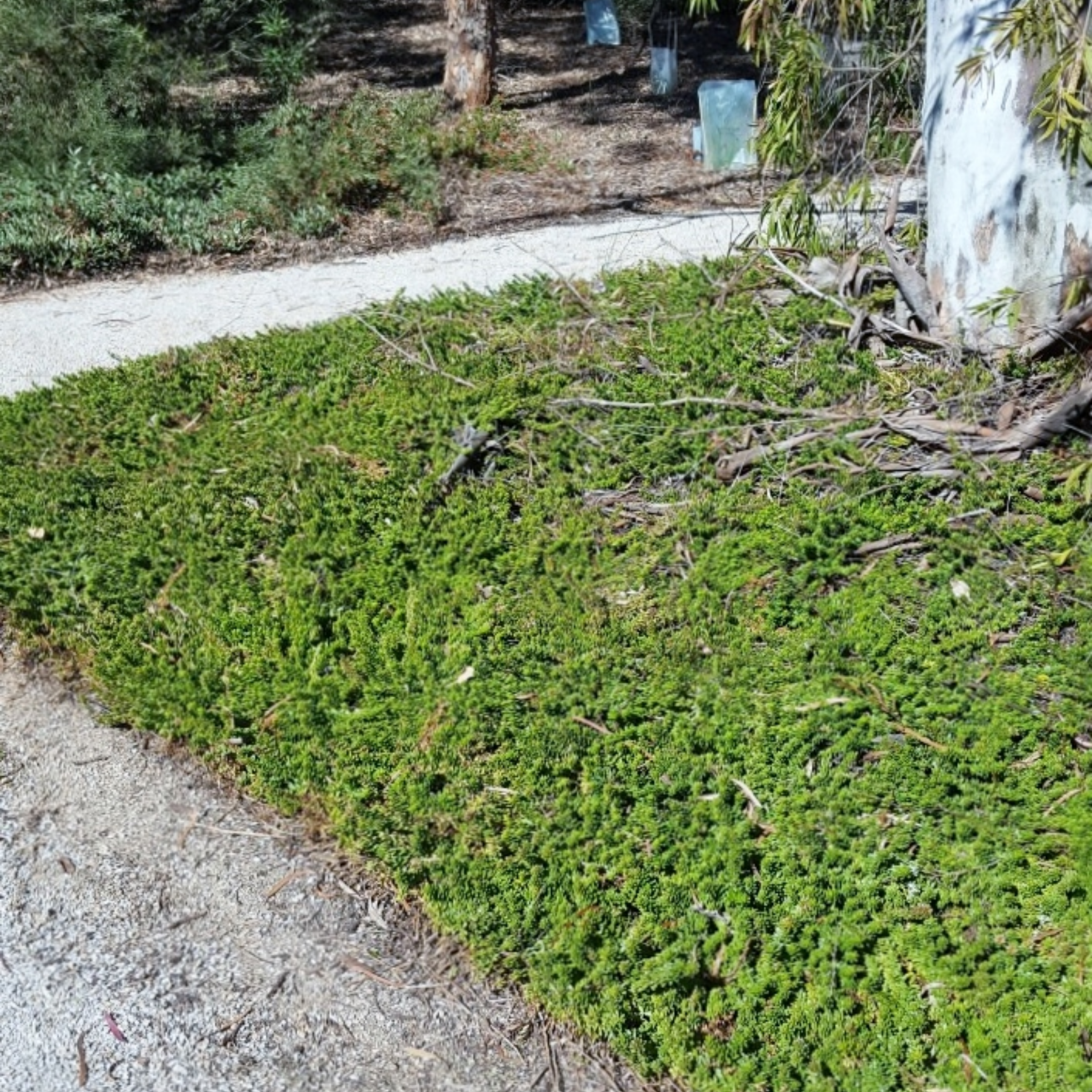 Creeping Boobialla -  Myoporum parvifolium