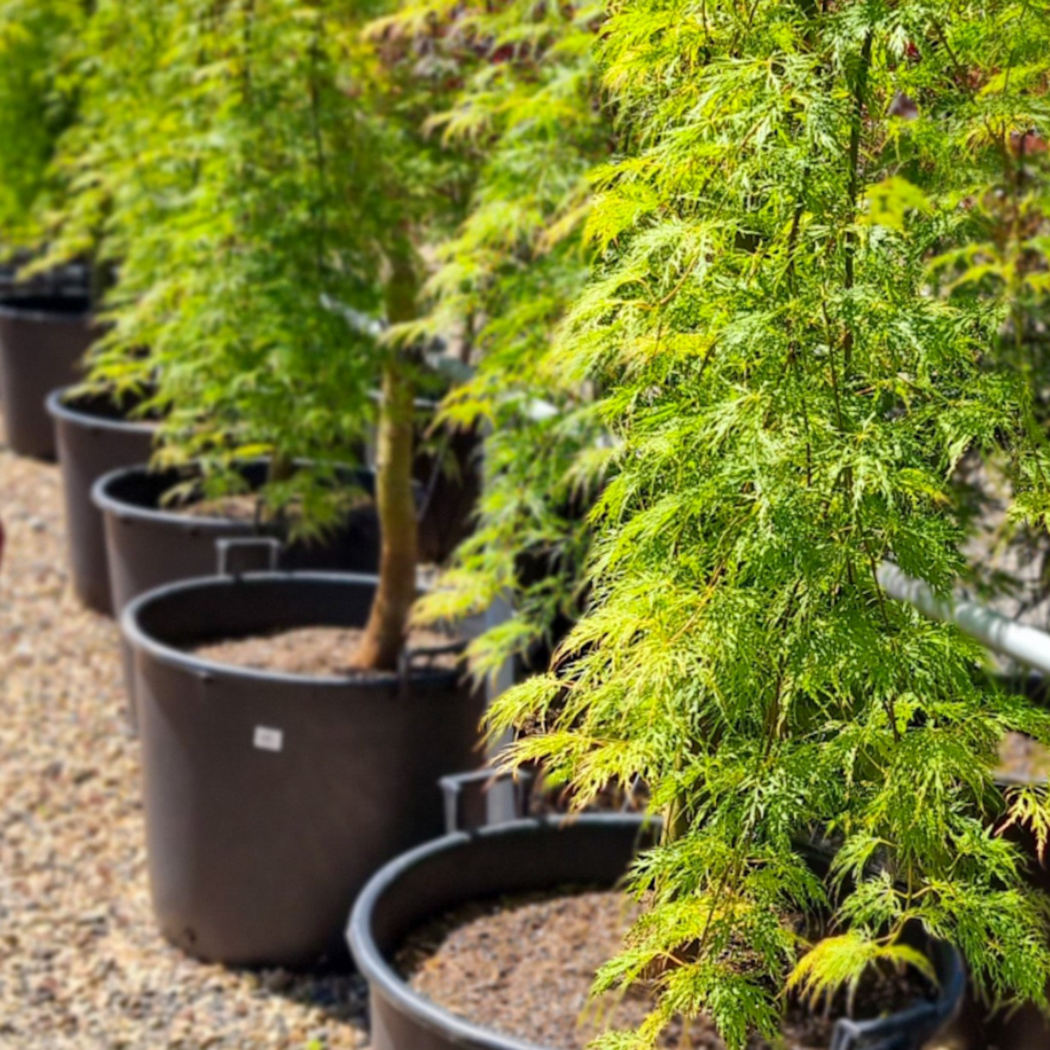 Weeping Japanese Maple Ellen - Acer palmatum Dissectum Ellen