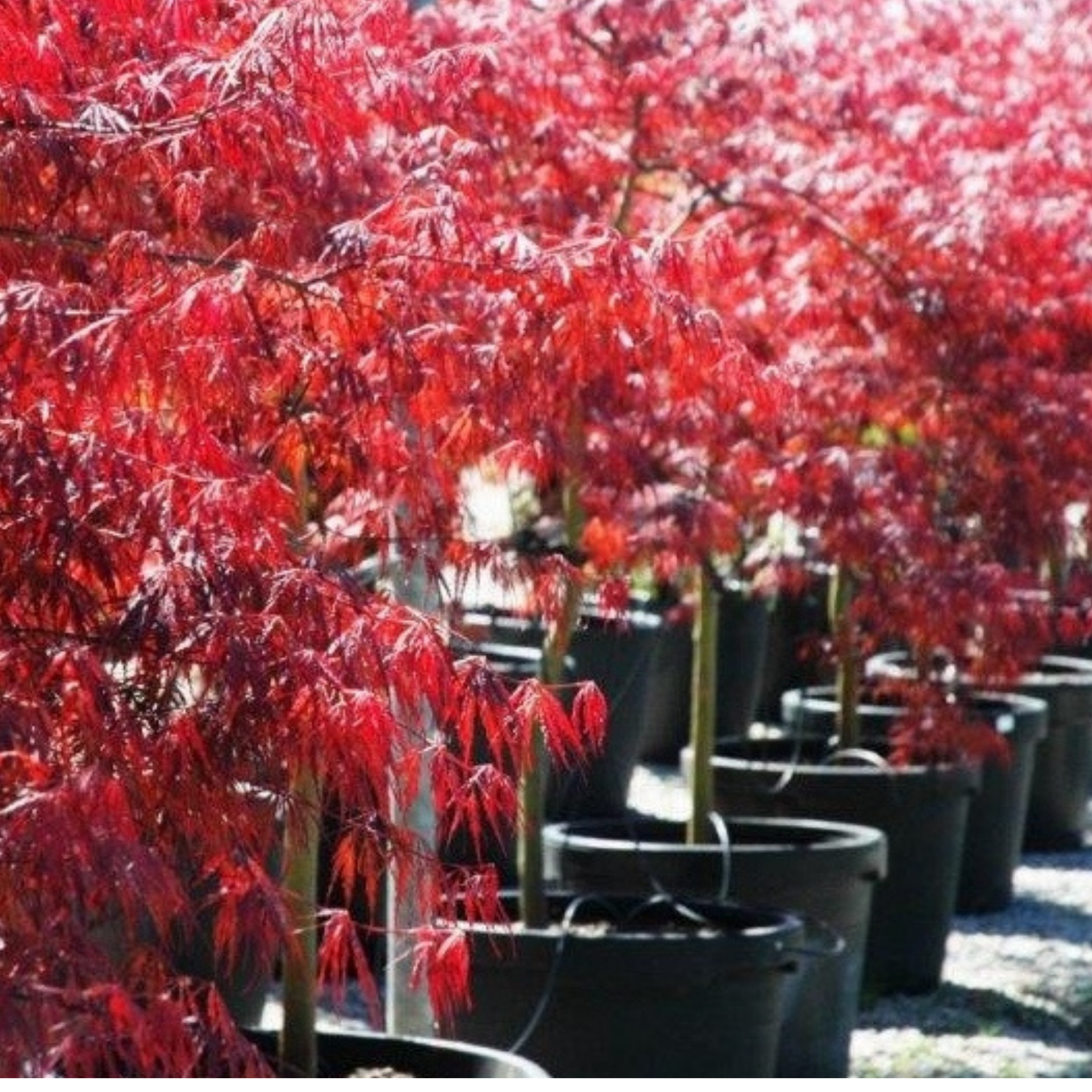 Weeping Japanese Maple Atropurpureum - Acer palmatum Dissectum Atropurpureum