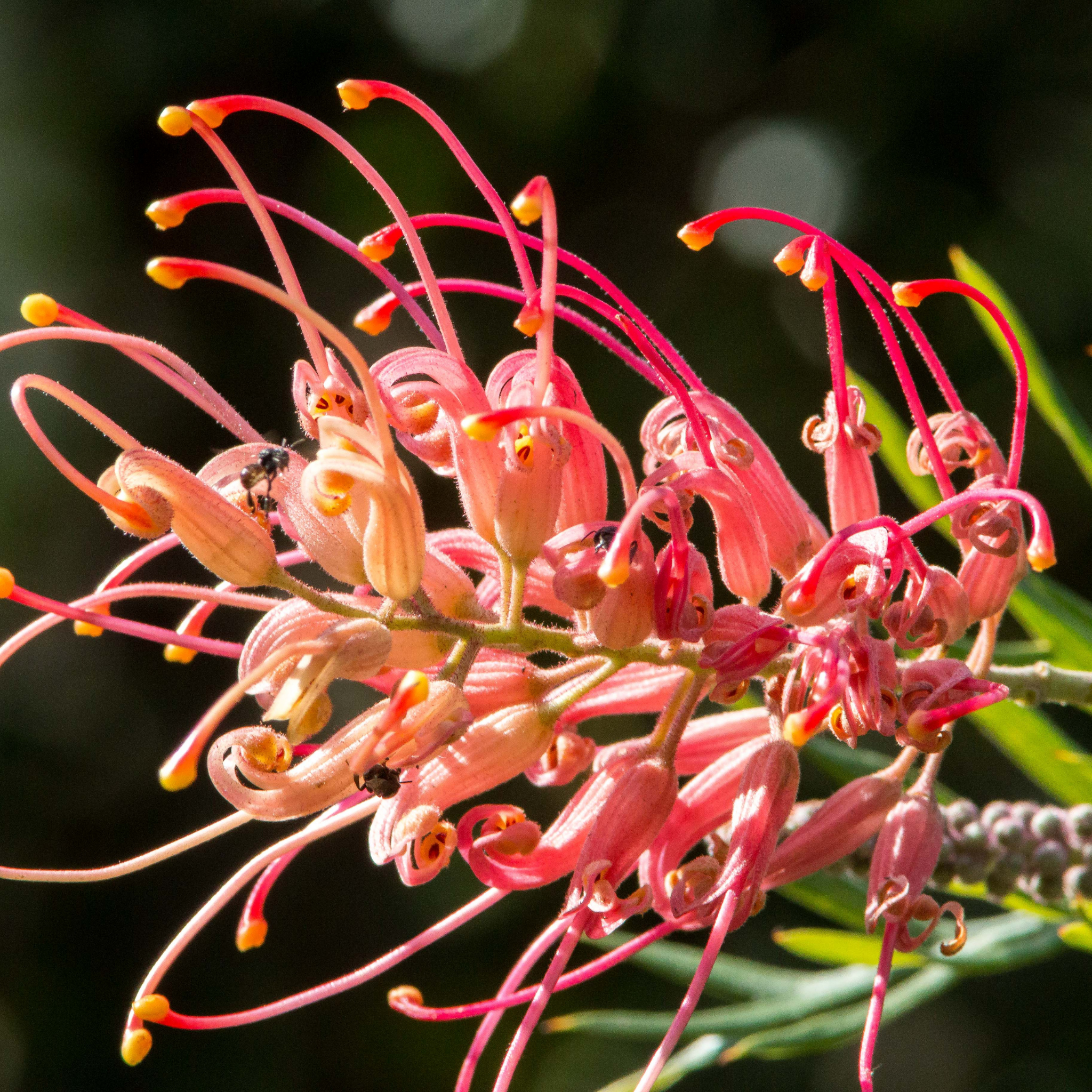 Grevillea 'Ned Kelly' - Grevillea banksii bipinnatifid Ned Kelly