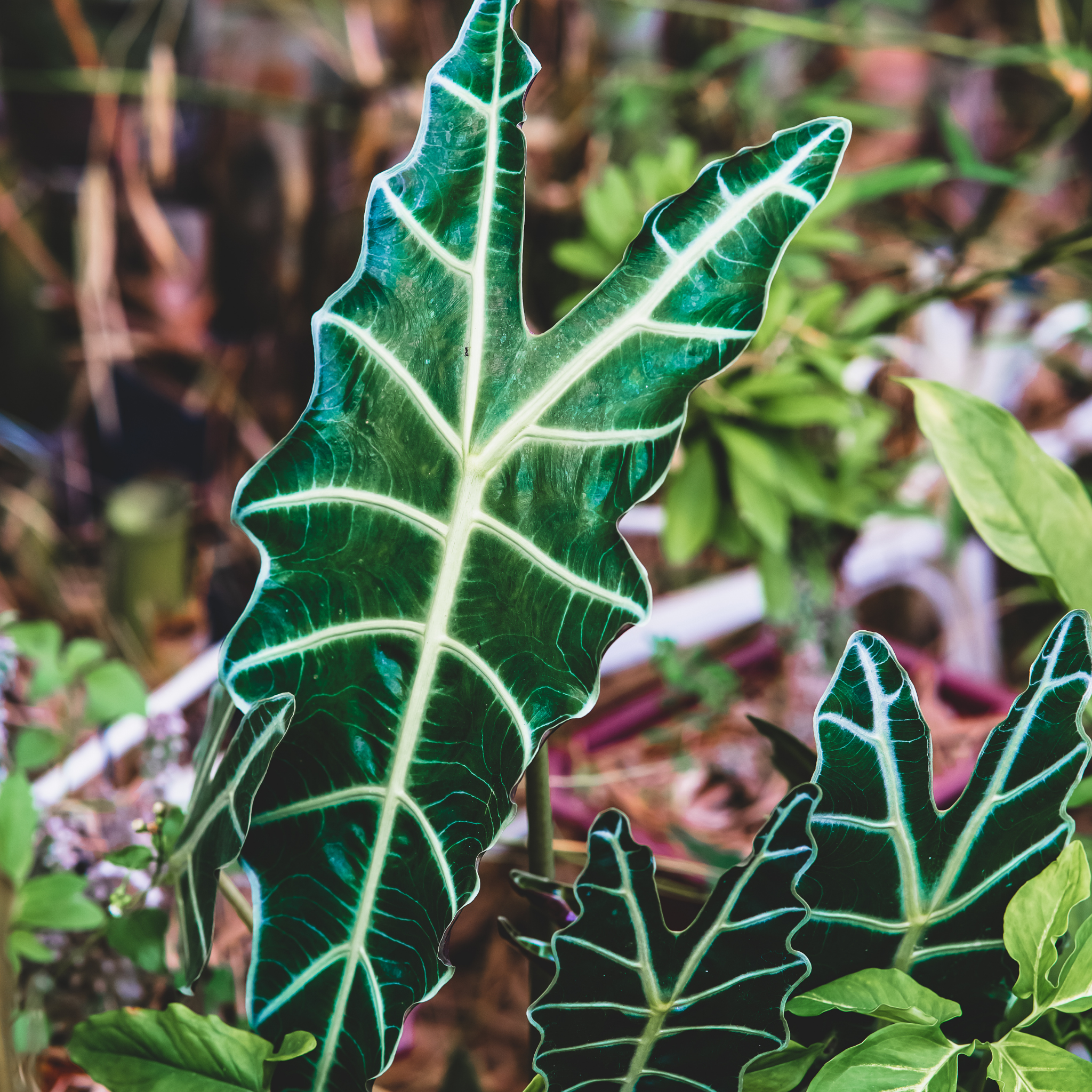 Elephants Ear - Alocasia amazonica