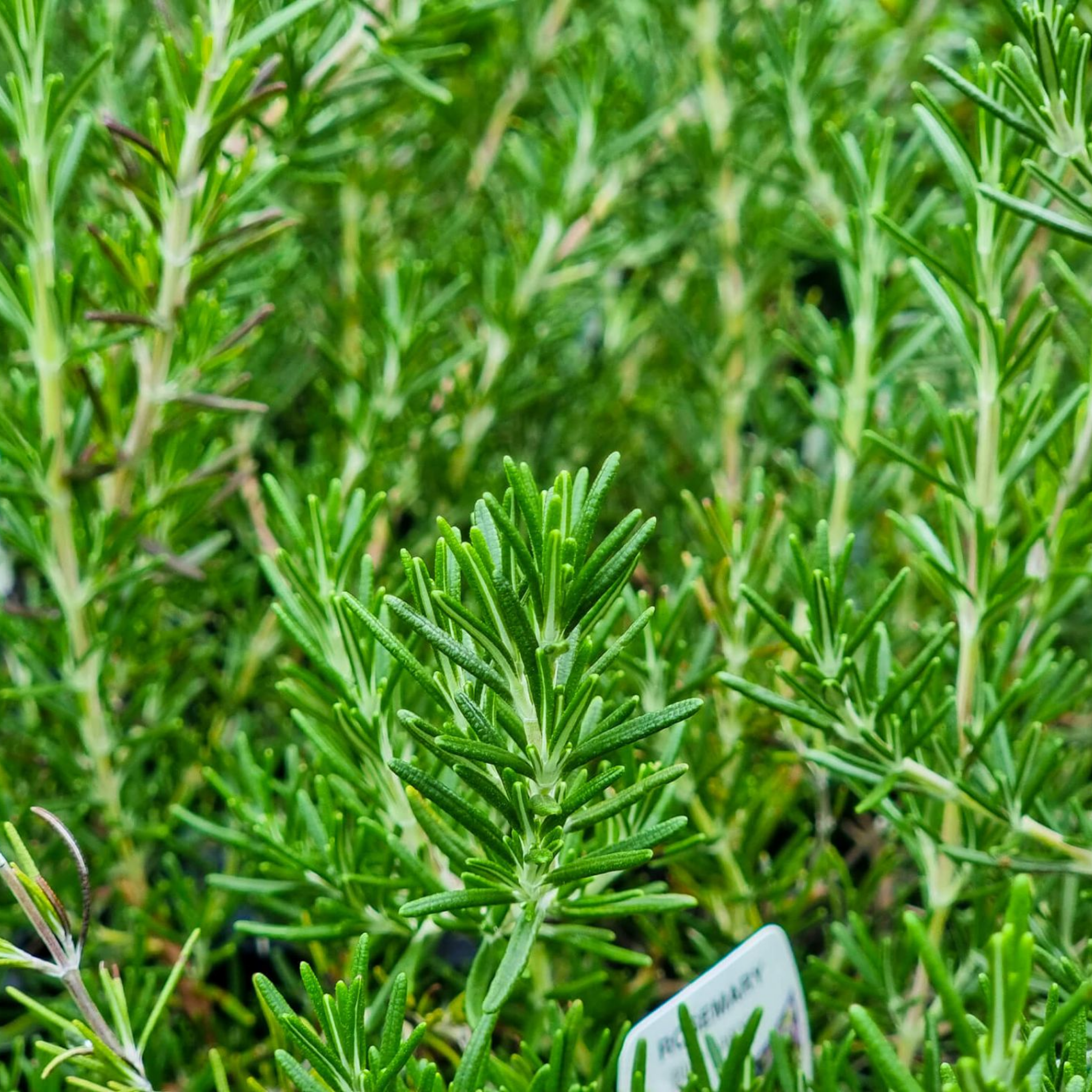 Blue Lagoon Rosemary - Rosmarinus officinalis Blue Lagoon