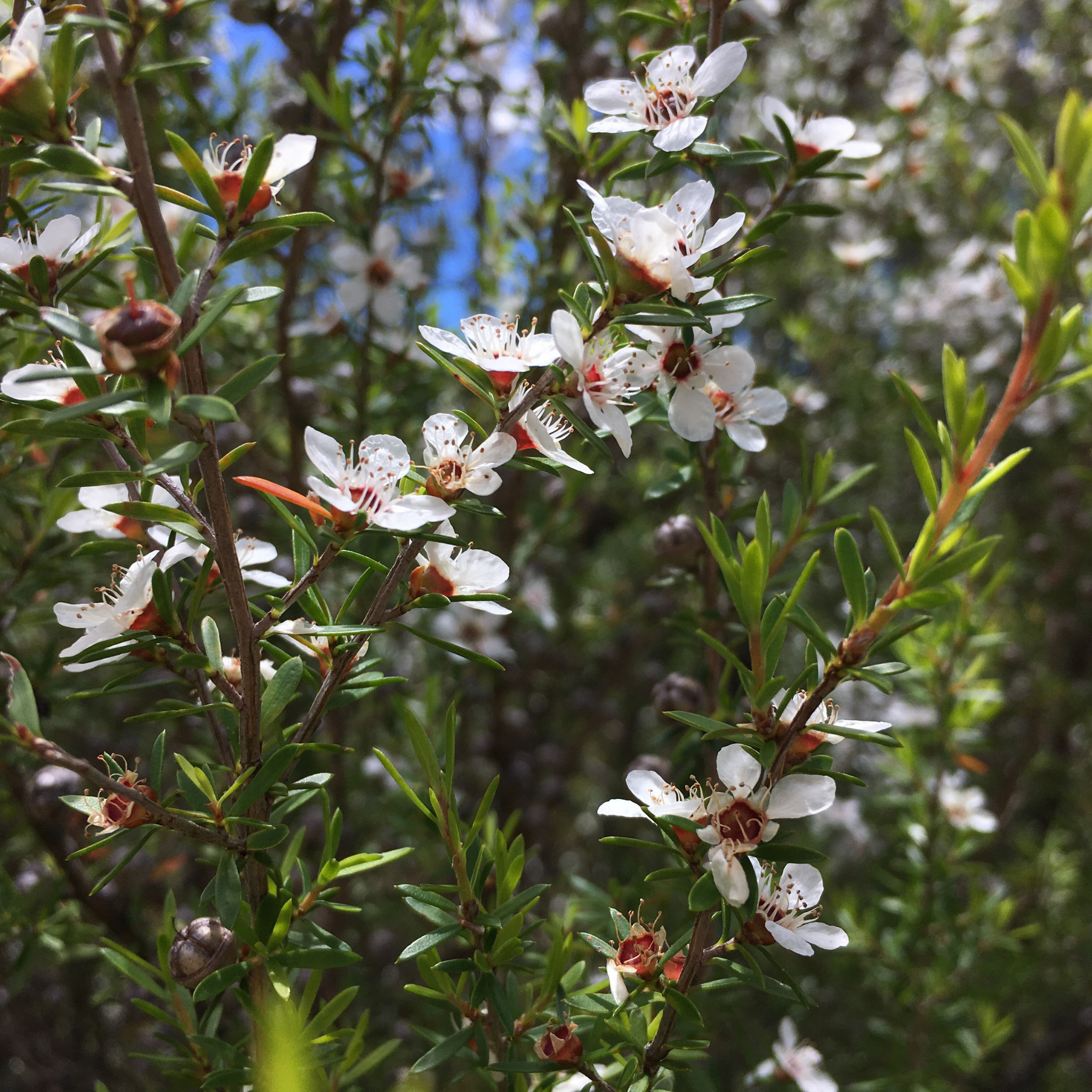 Prickly Tea Tree - Leptospermum continentale