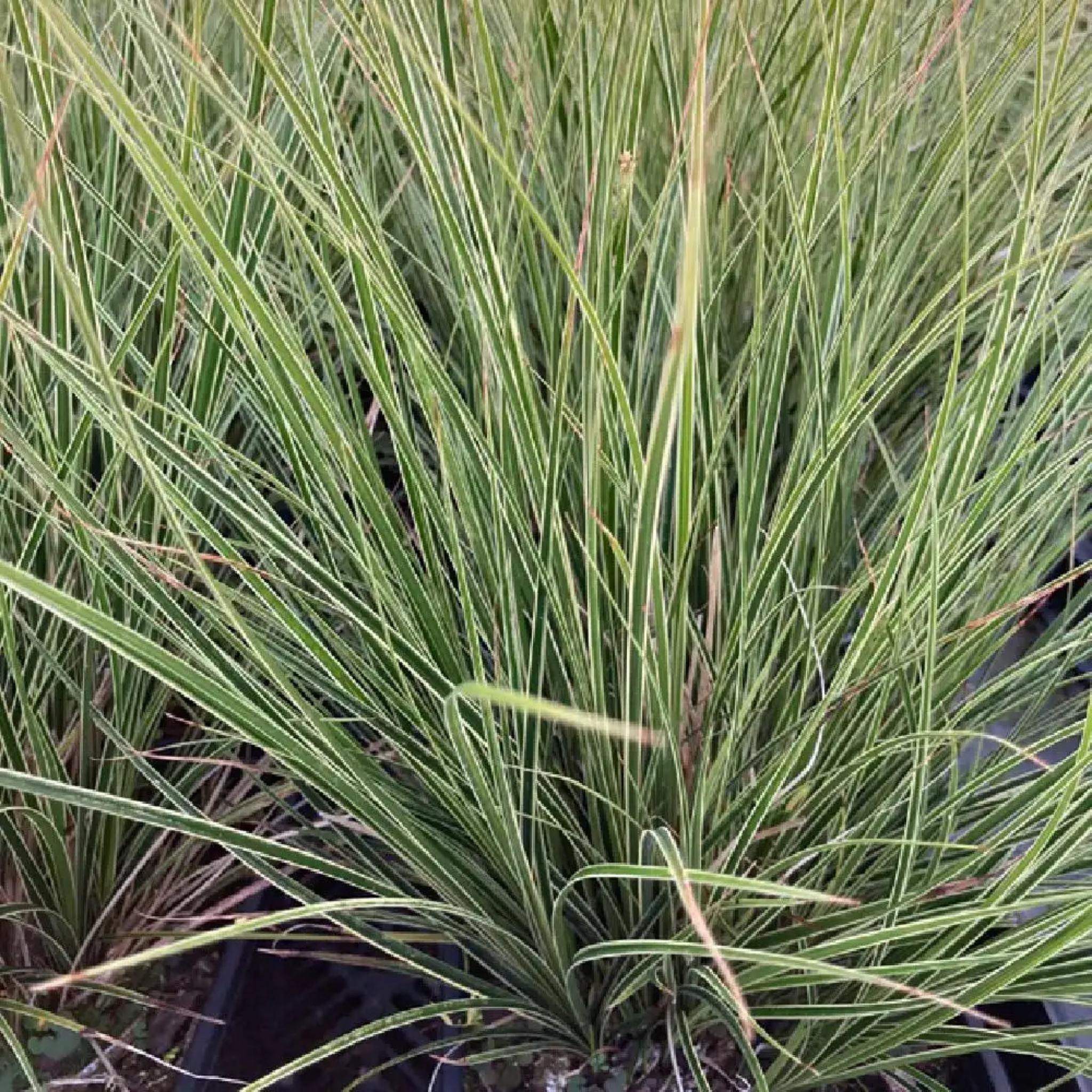 Close-up of a plant with green and brown leaves