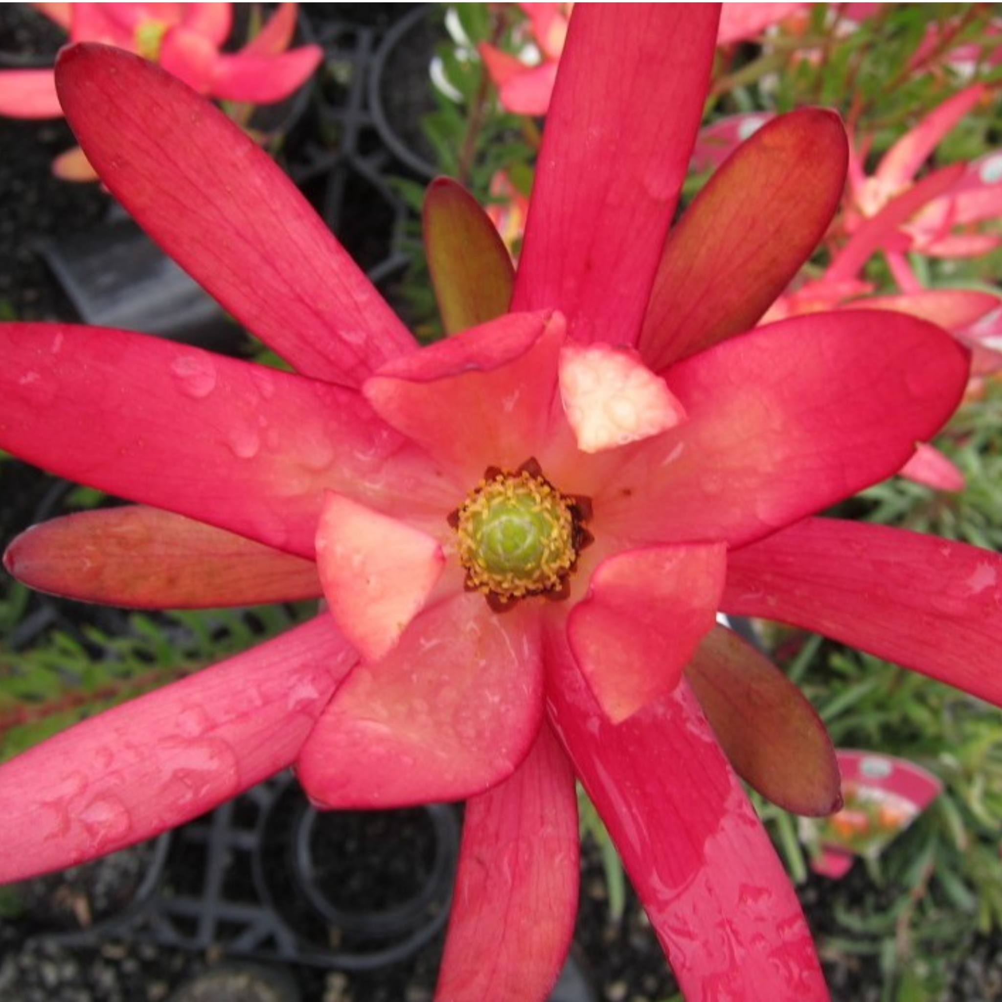 Safari Sunset Conebush - Leucadendron laureolum Safari Sunset
