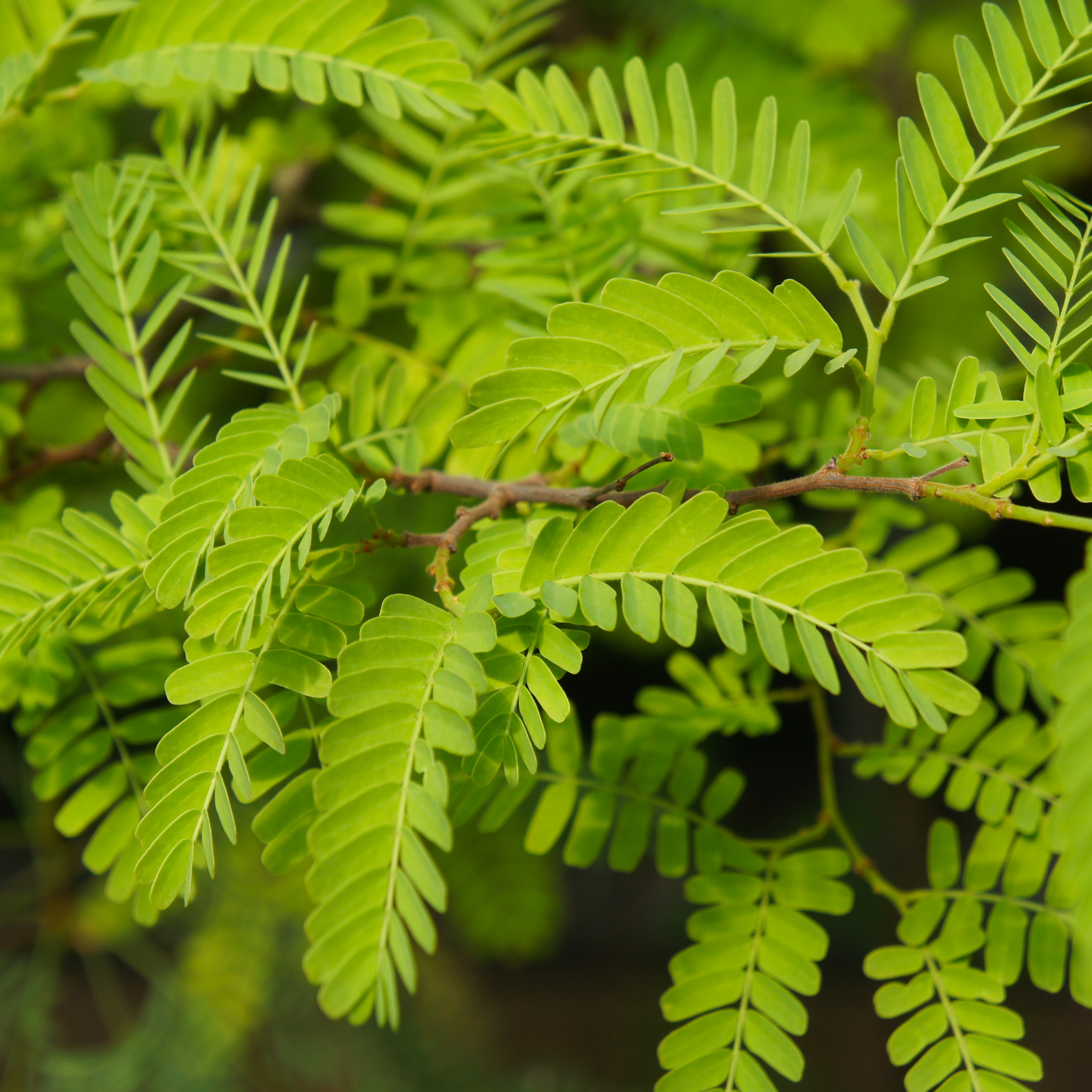 Golden Honey Locust - Gleditsia triacanthos inermis Sunburst