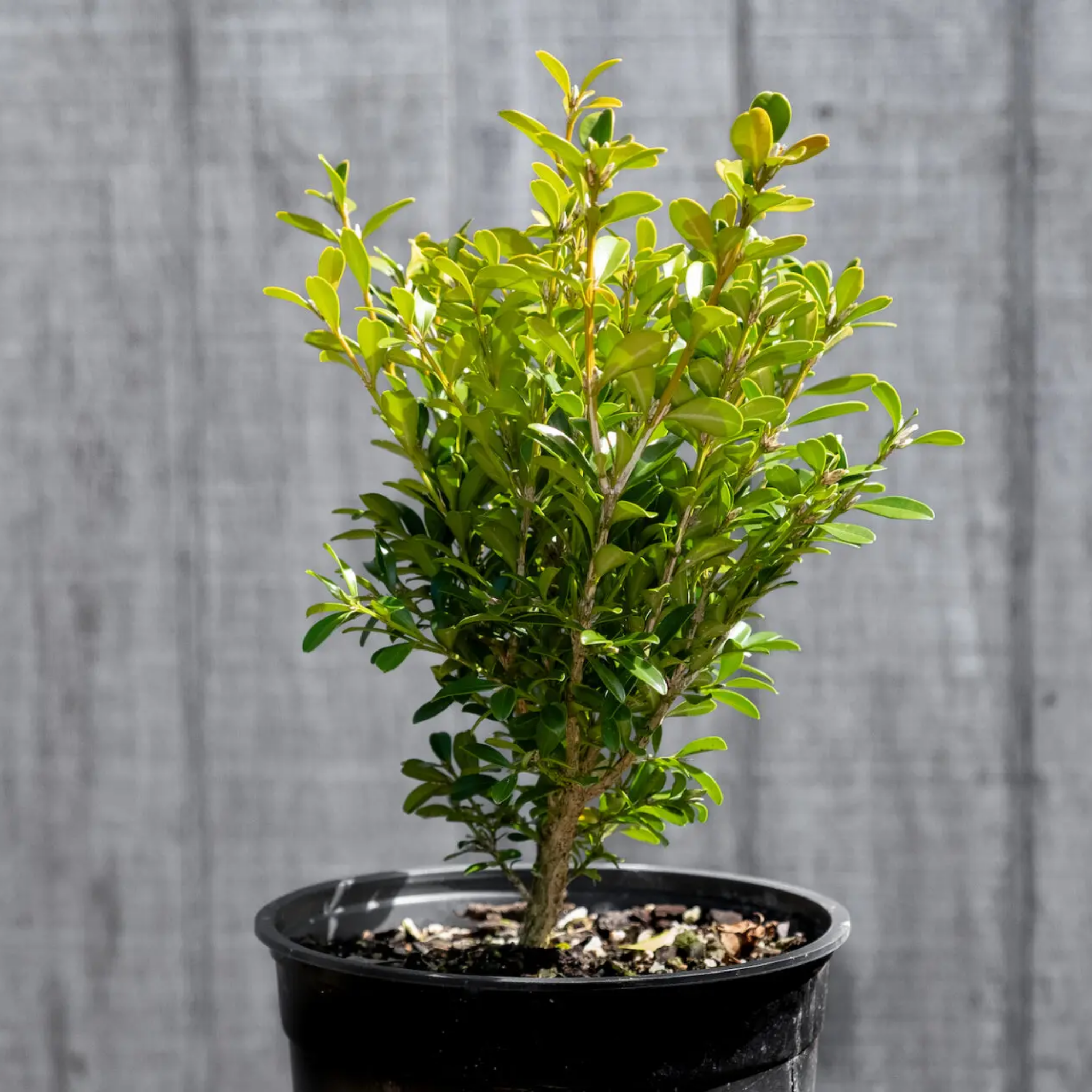 Potted plant with green leaves in a black pot against a gray wooden background
