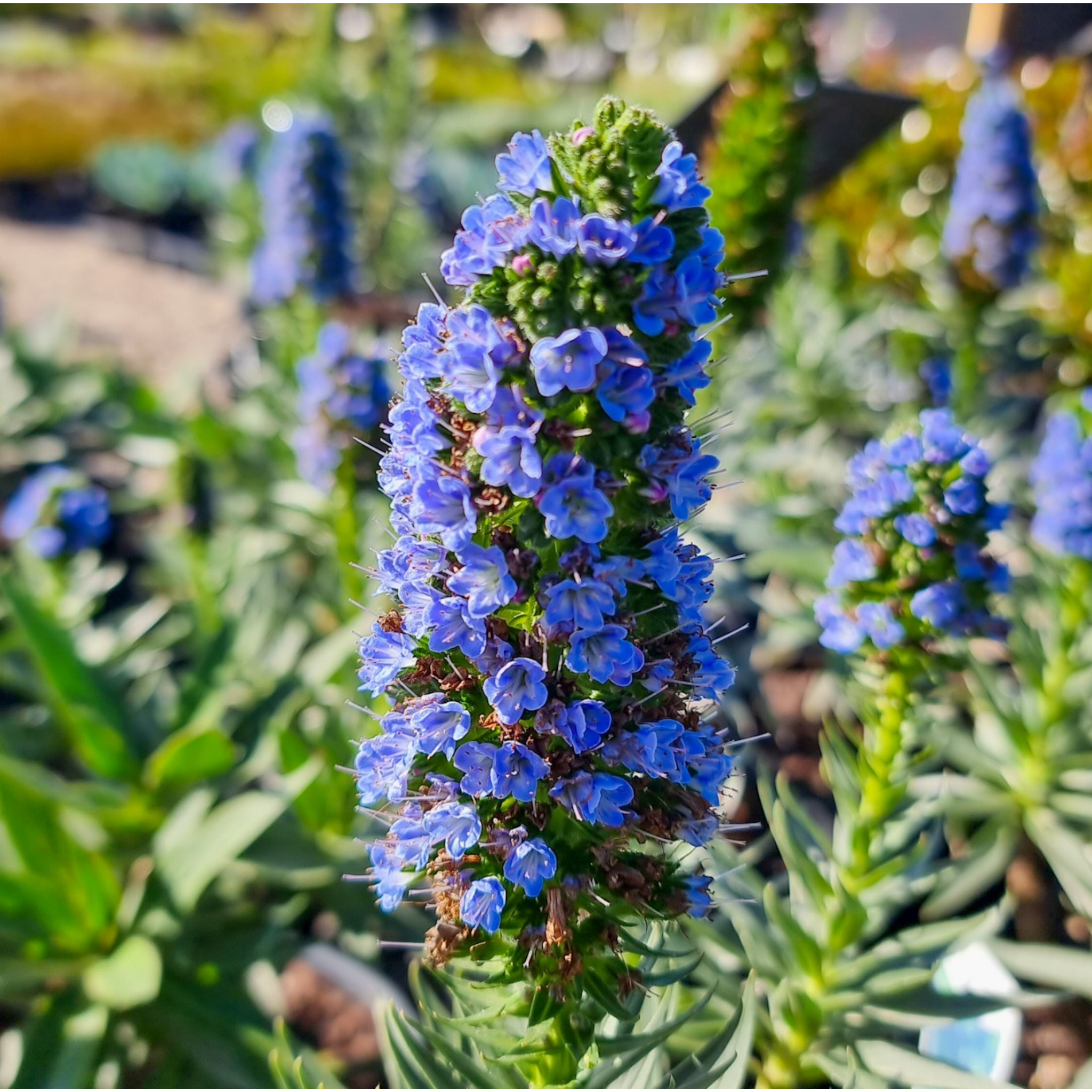 Pride of Madeira - Echium candicans