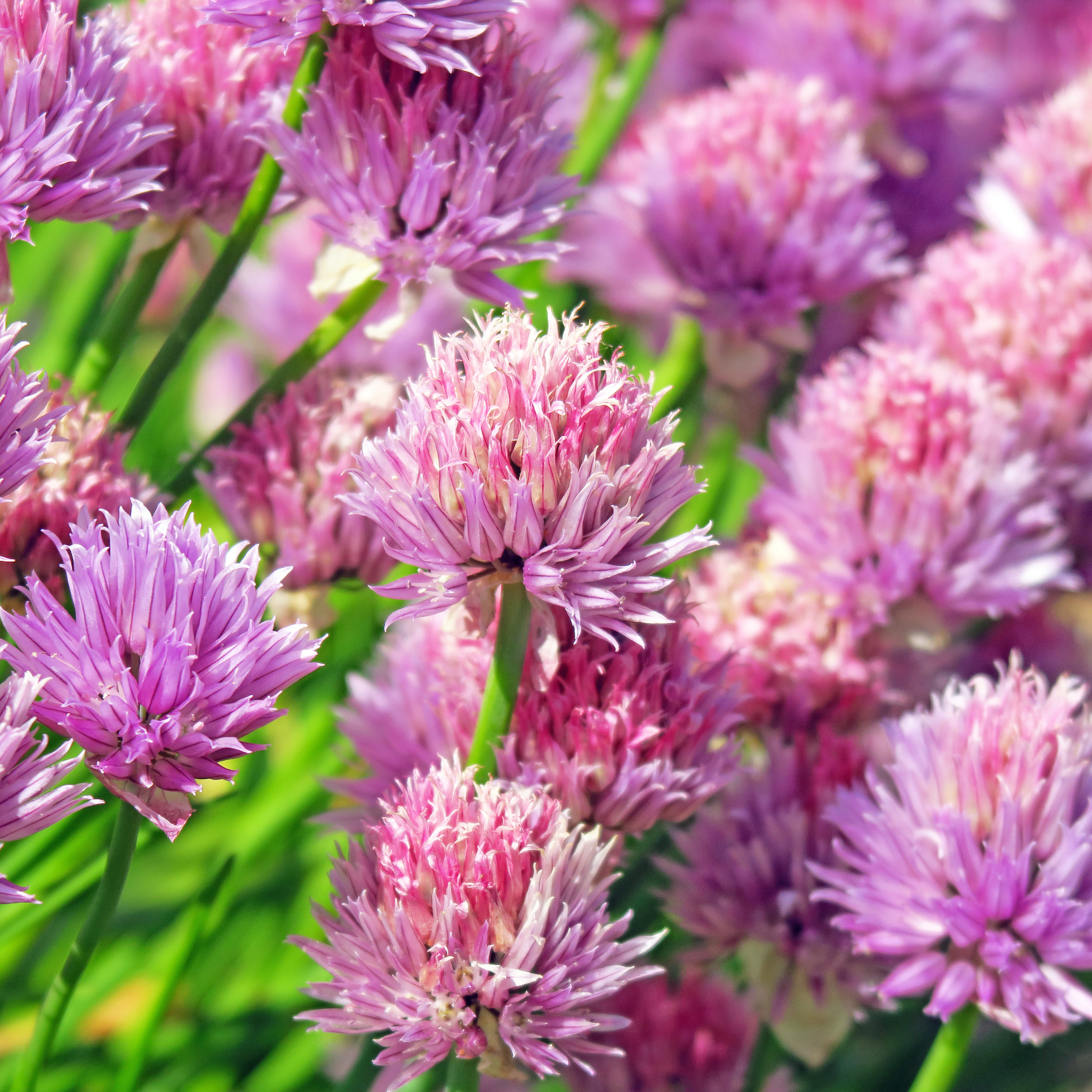 Chives - Allium schoenoprasum