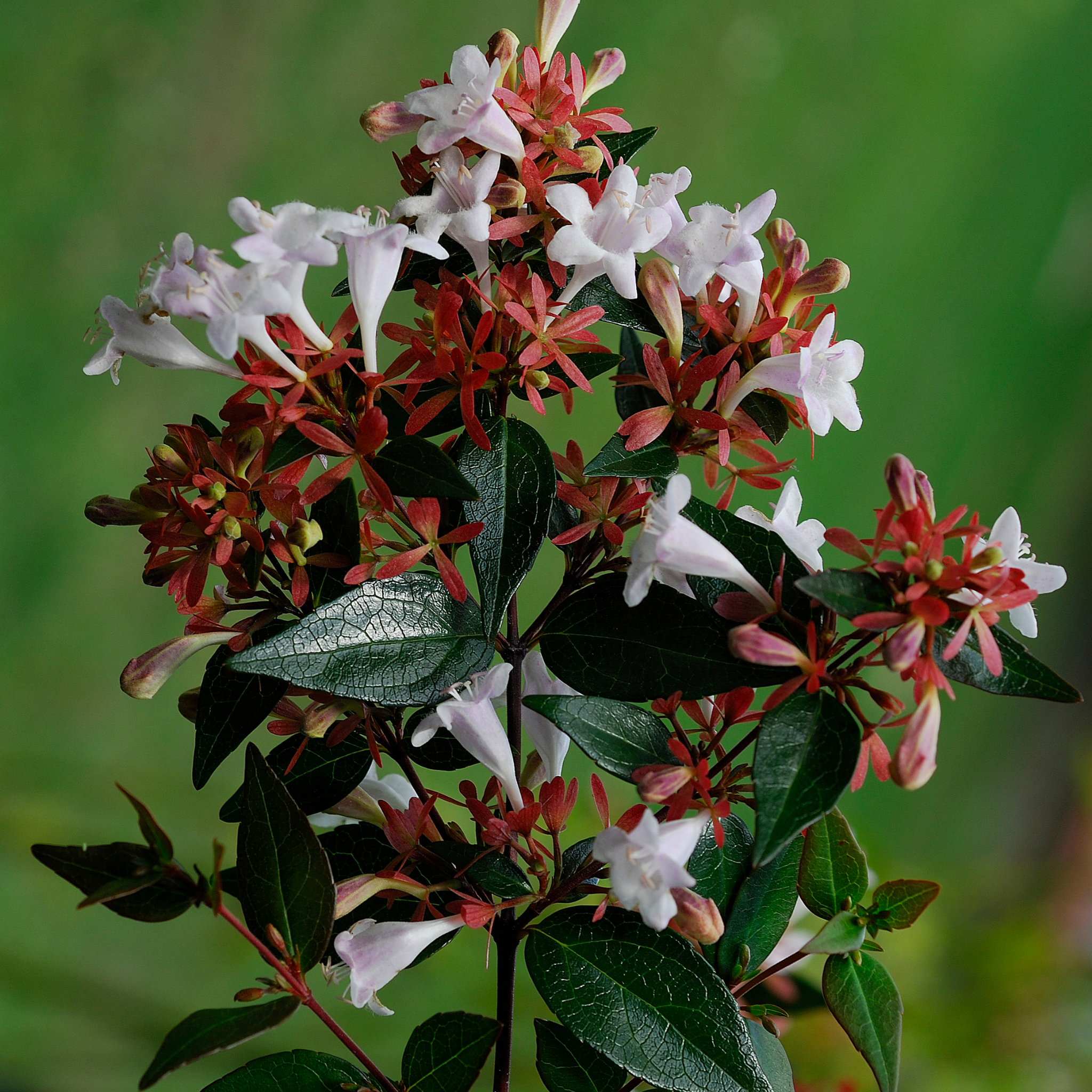 Dwarf Glossy Abelia - Abelia grandiflora 'Nana'