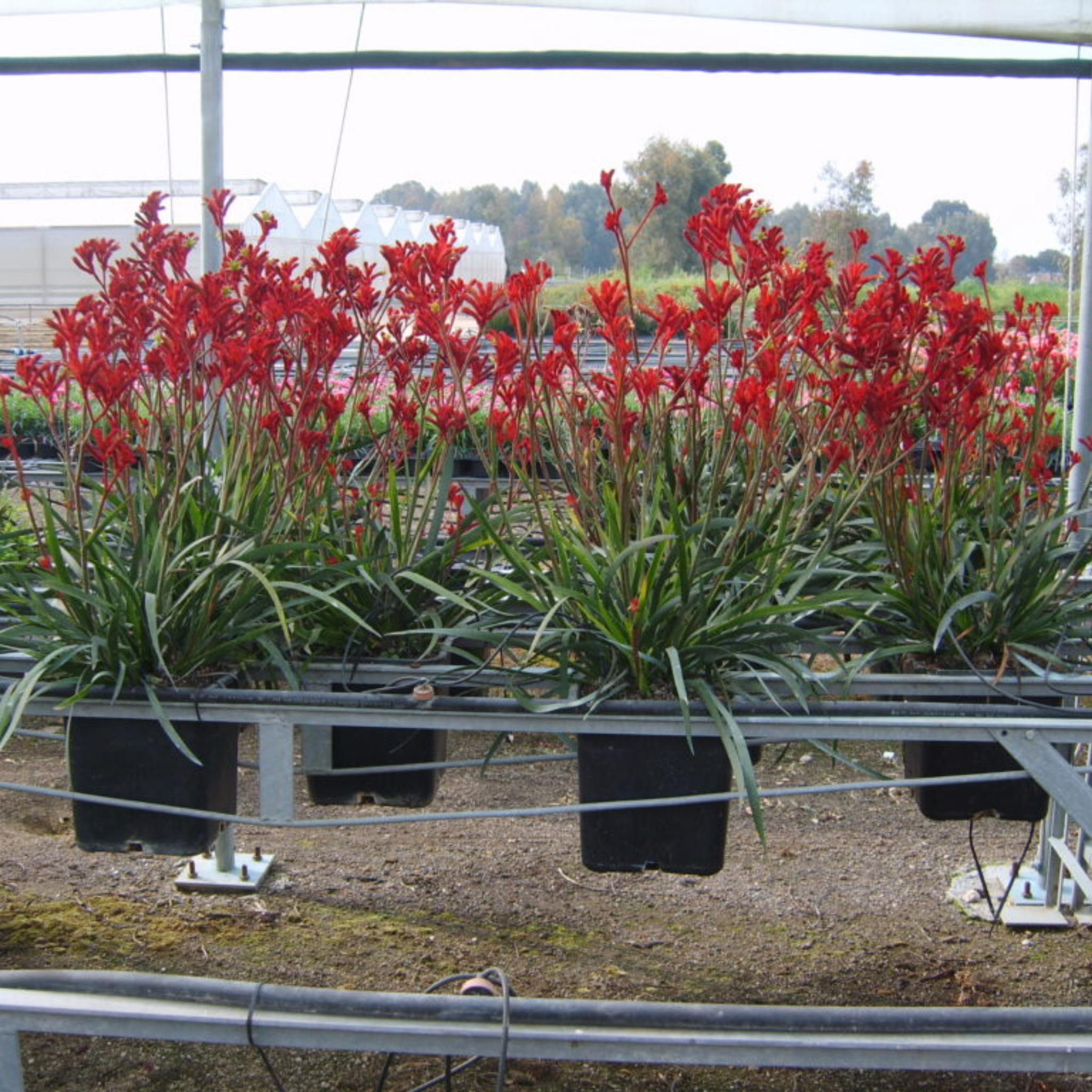 Kangaroo Paw 'Ruby Velvet' - Anigozanthos hybrida