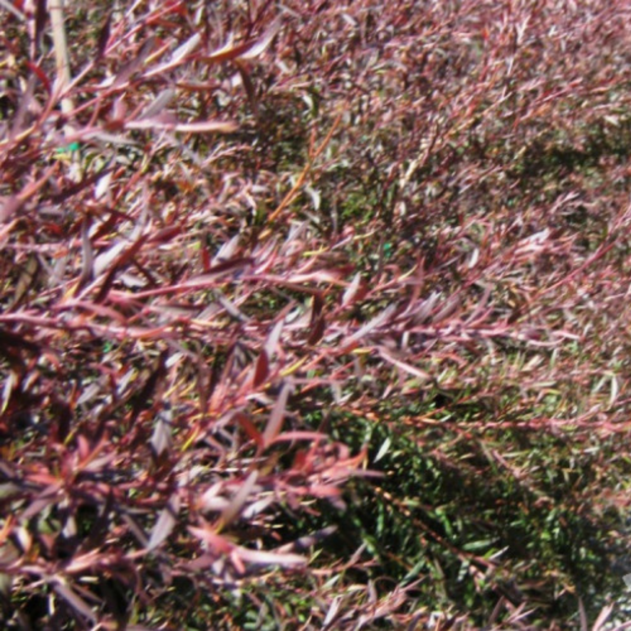 Tea Tree Starry Night - Leptospermum obovatum Starry Night
