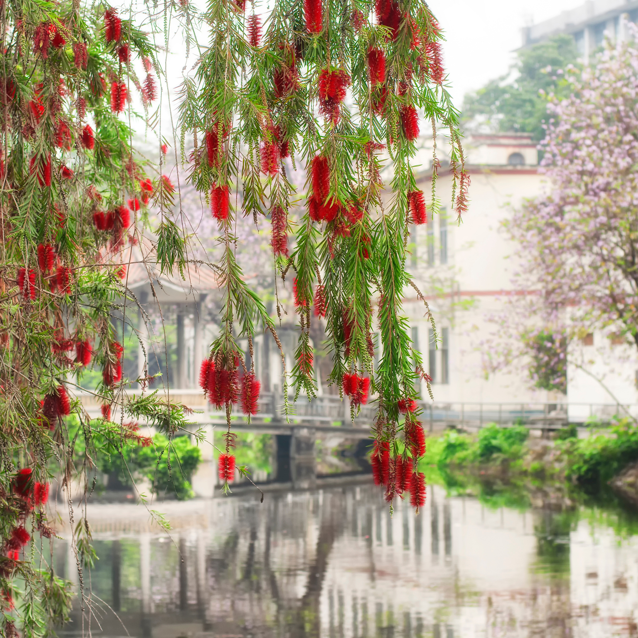 Weeping Bottlebrush - Callistemon viminalis 'Dawson River Weeper'