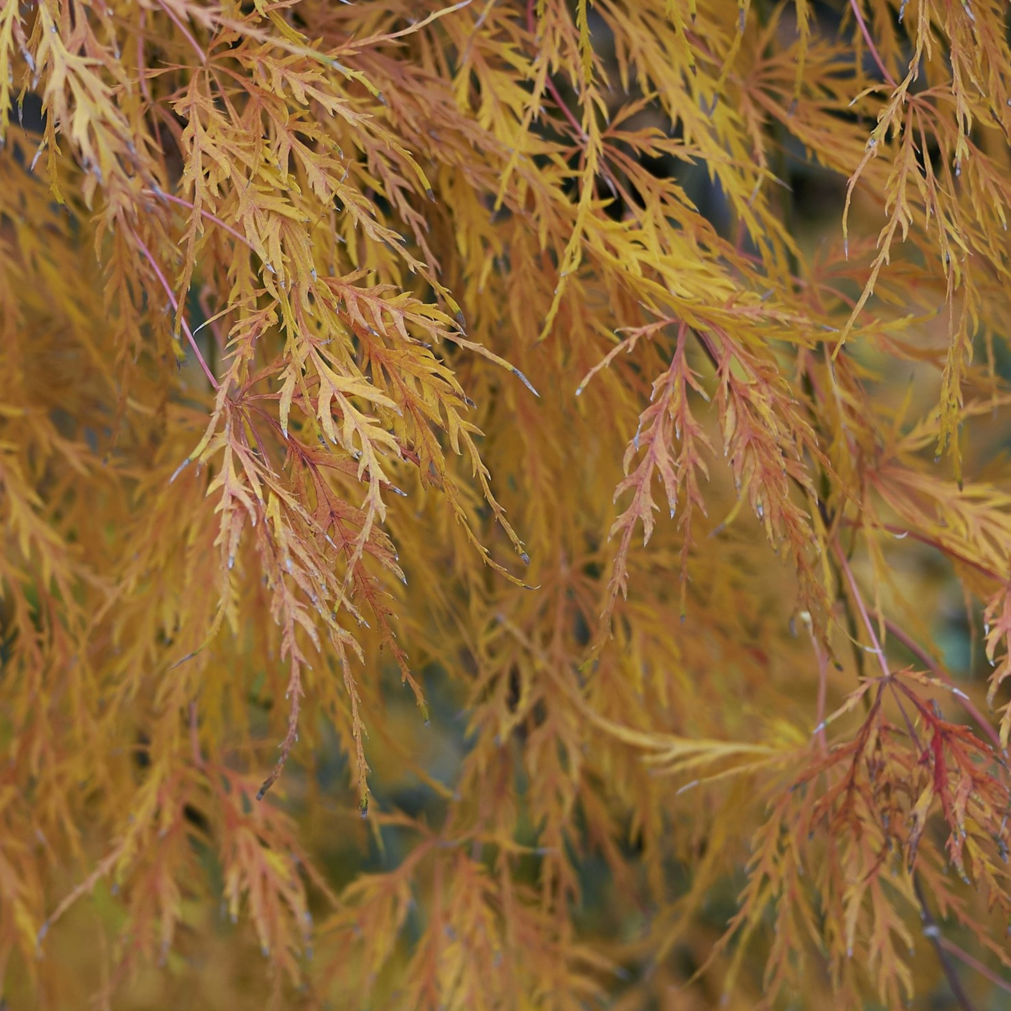 Weeping Japanese Maple - Acer palmatum Dissectum