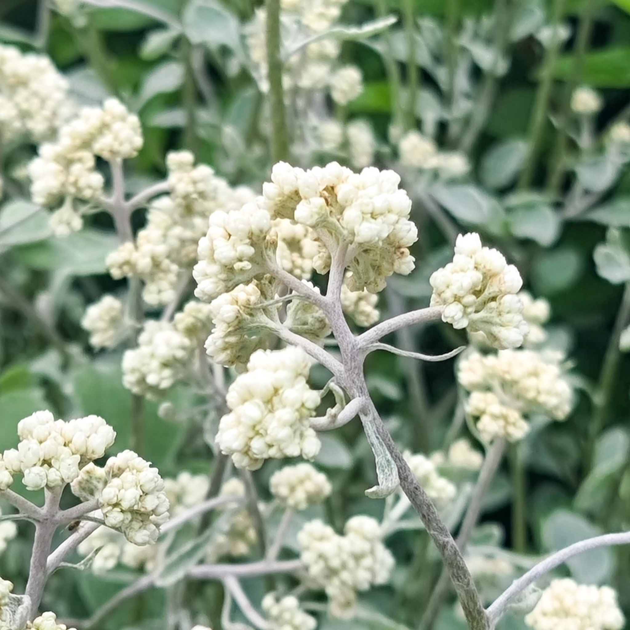 Silver Bush Everlasting Flower - Helichrysum petiolare - Licorice Plant