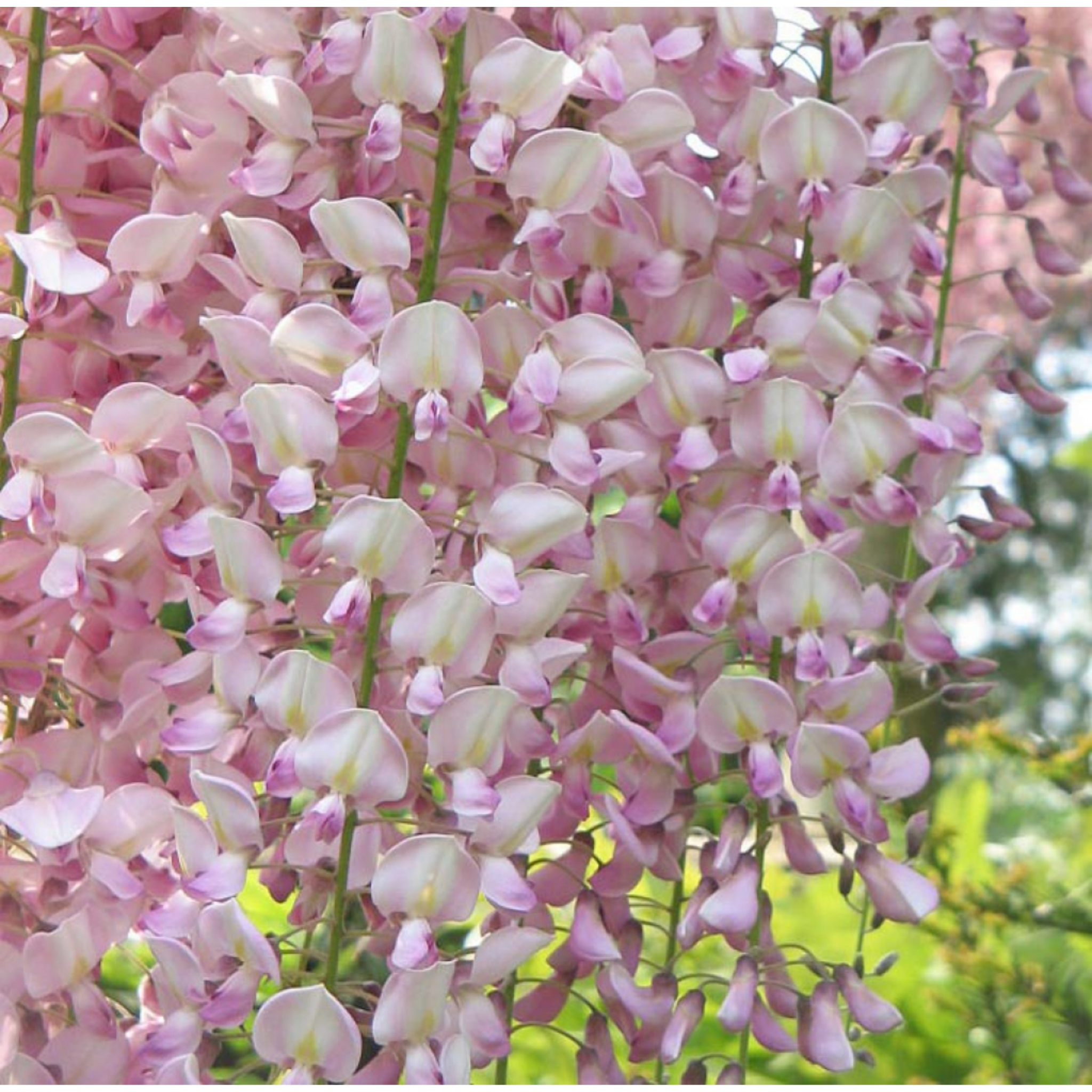 Pink Japanese Wisteria - Wisteria floribunda Honbeni