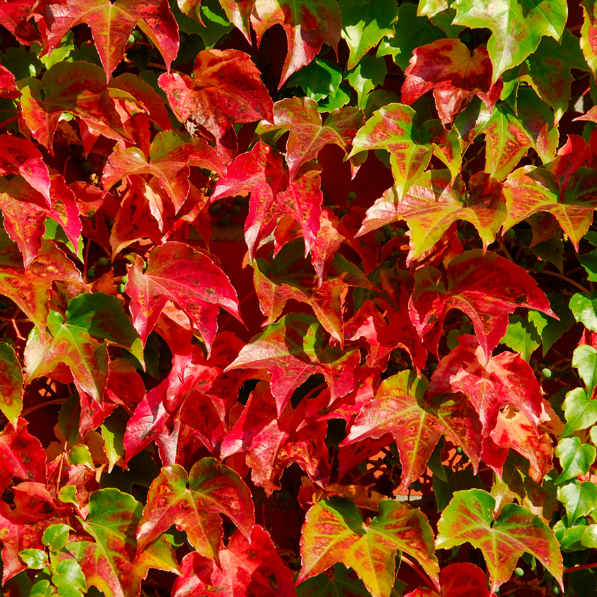 Boston Ivy - Parthenocissus tricuspidata