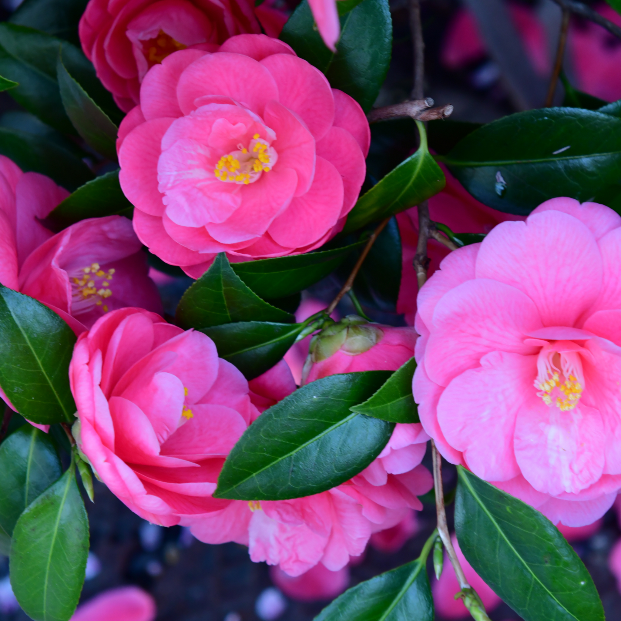 Close-up of pink flowers with green leaves