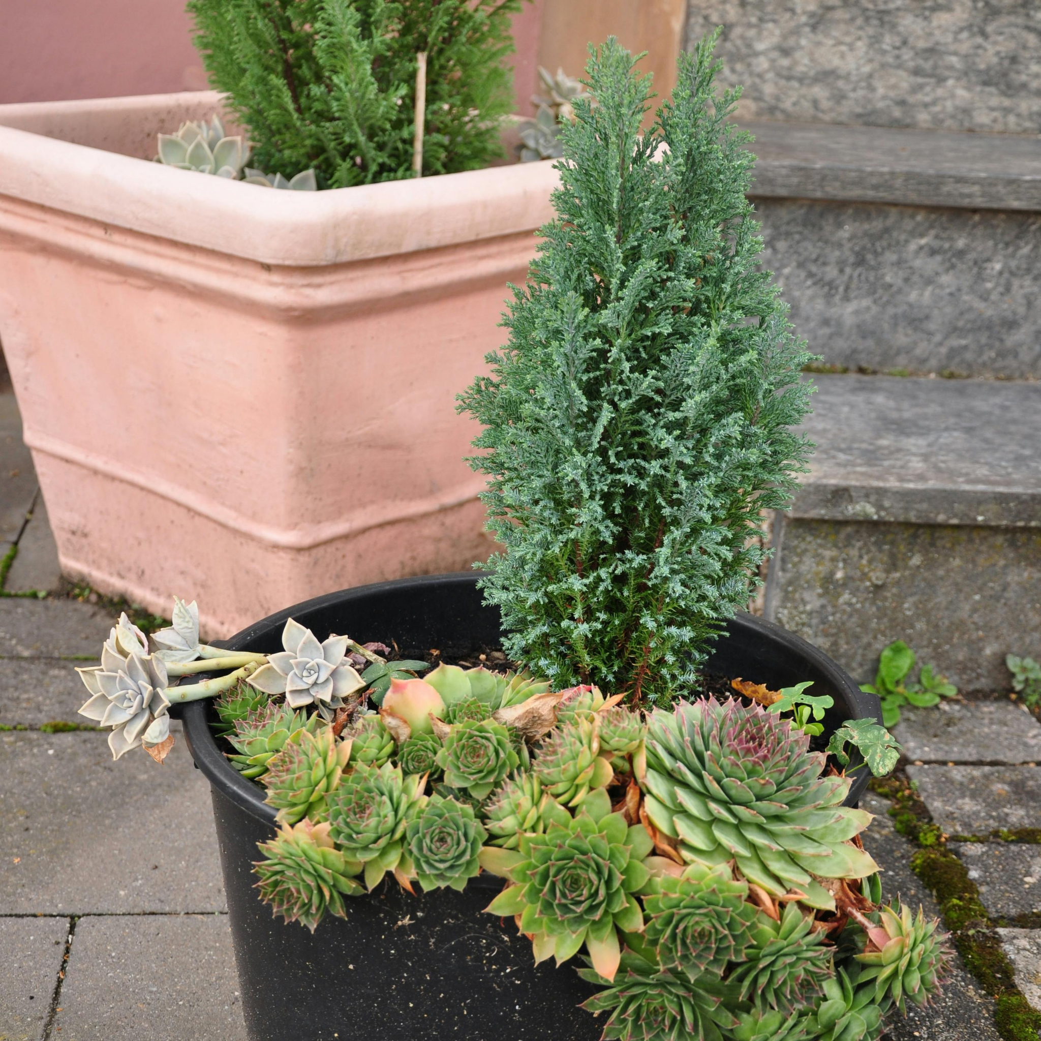 Rocky Mountain Juniper - Juniperus scopulorum 'Skyrocket' - Pencil Pine
