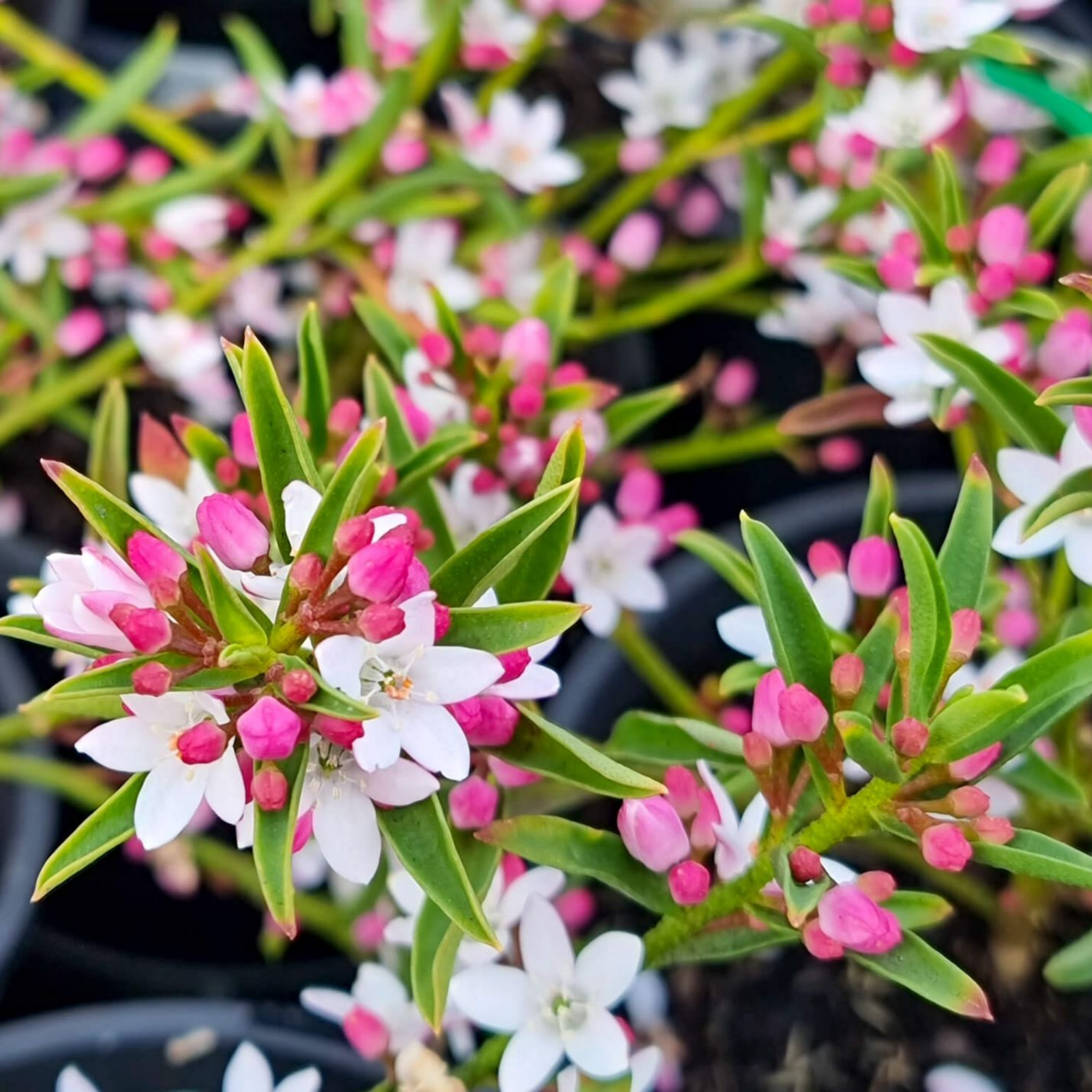 Long Leaf Wax Flower Winter Rouge - Philotheca myoporoides Winter Rouge